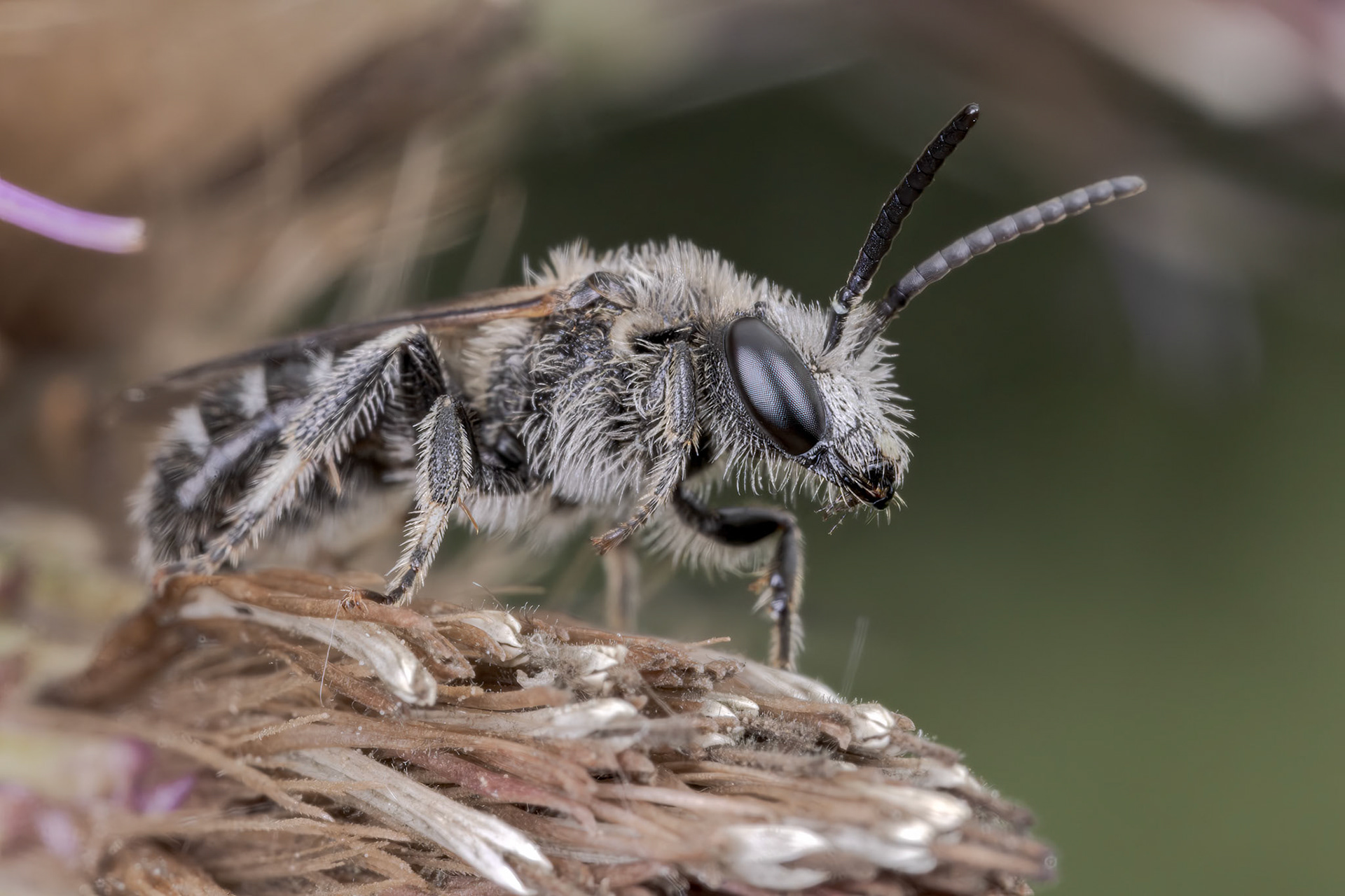 Grey Mining Bee (Andrena cineraria)