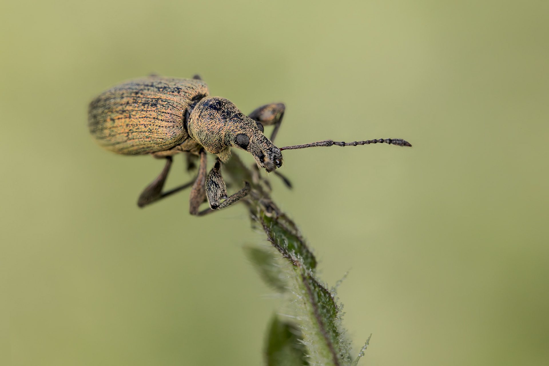 Nettle Weevil (Phyllobius pomaceus)