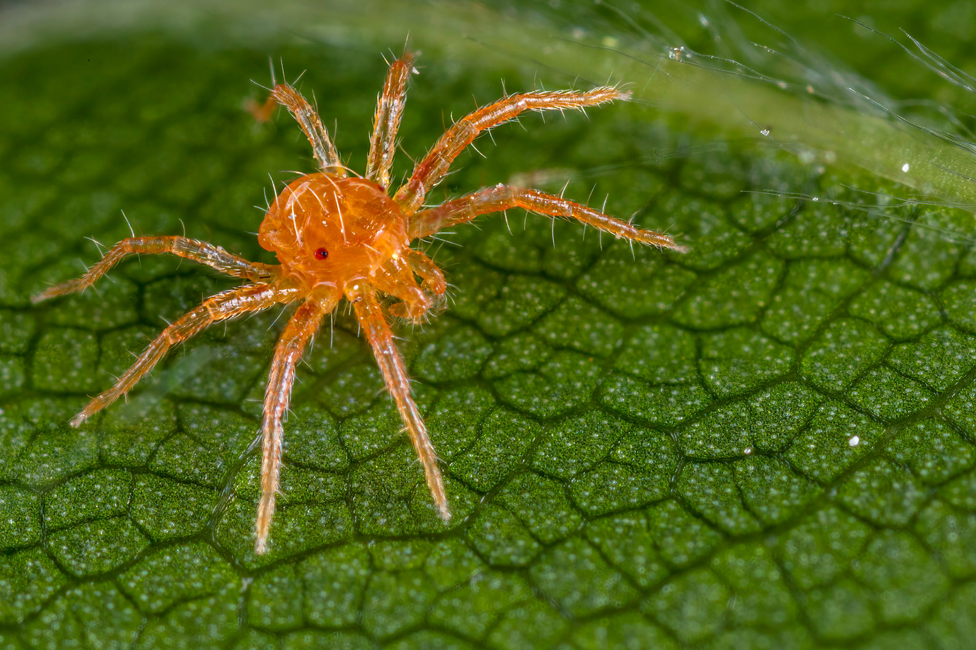 Spider Mite (Tetranychidae)