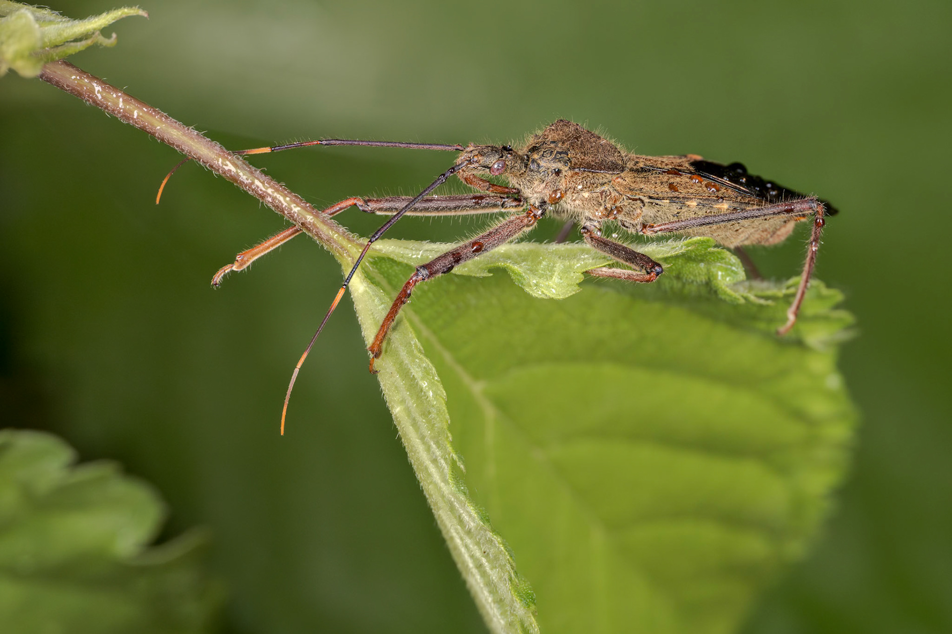 Assassin Bug (Harpactorinae)