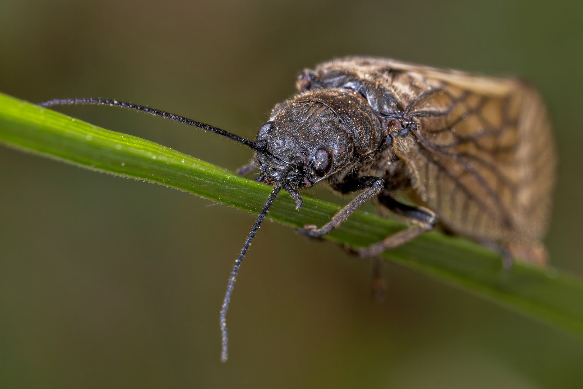 Holarctic Alderflies
