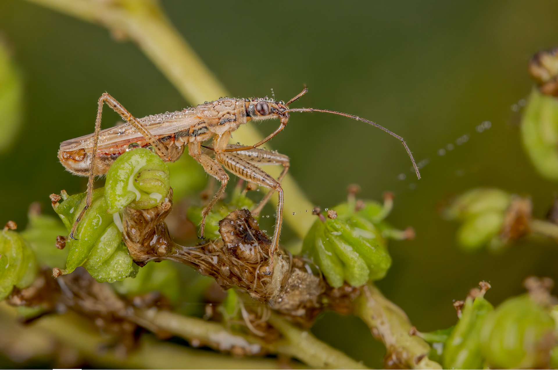 Common Damsel Bug (Nabis rugosus)
