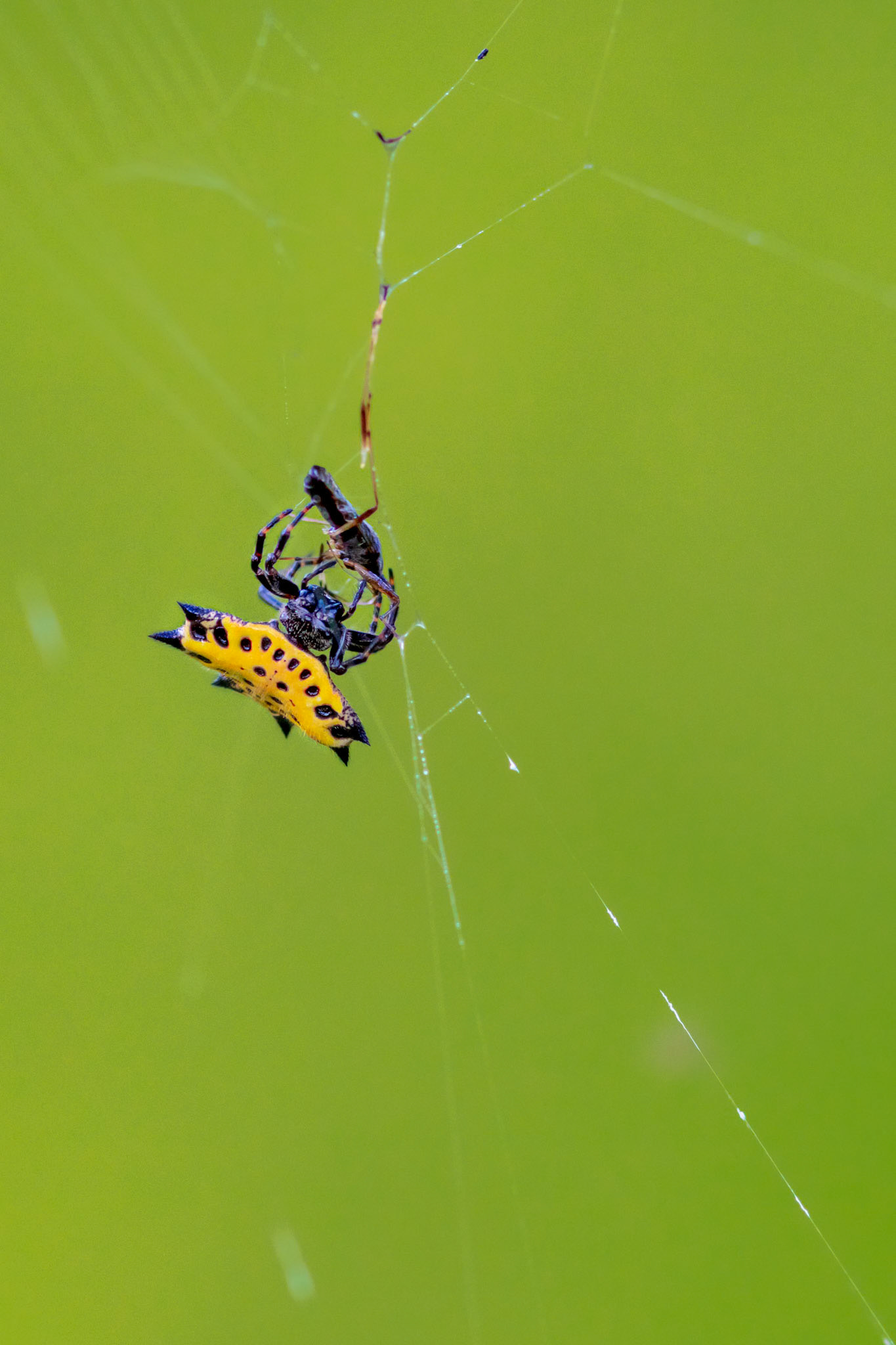 Spiny Orb Weaver (Gasteracantha)
