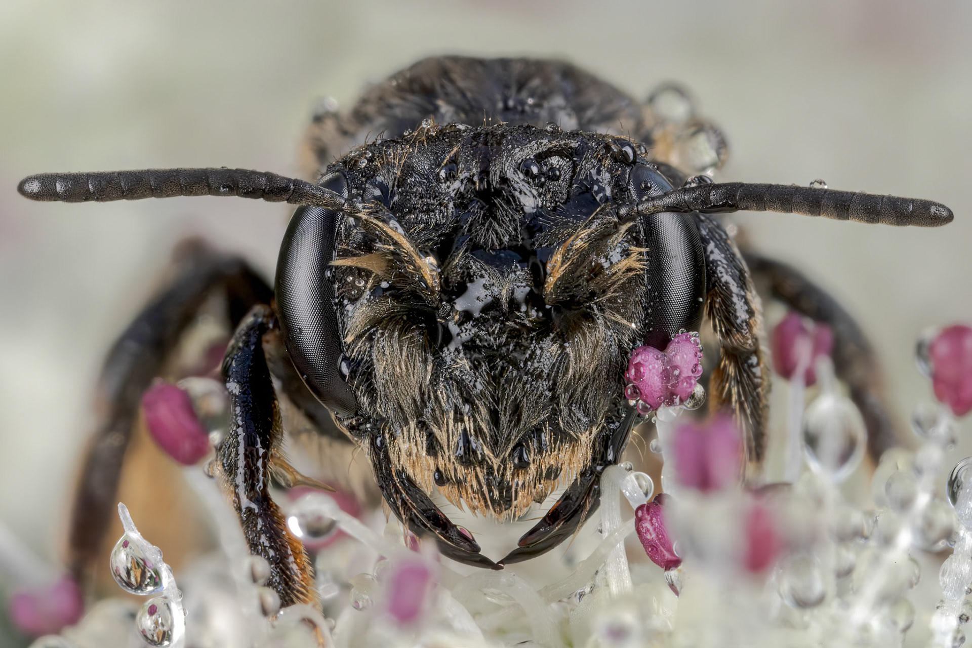 Mining Bee (Andrenidae)