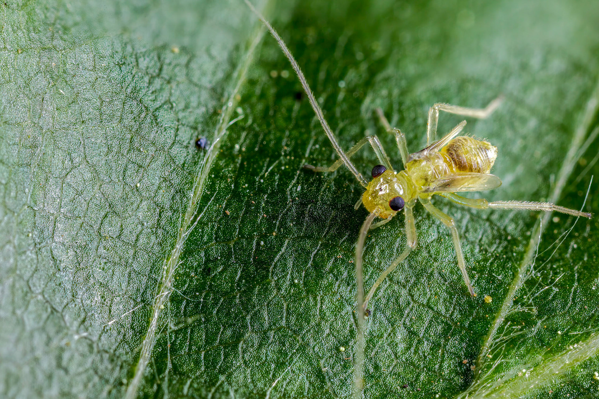 Barkfly Nymph (Psocoptera)