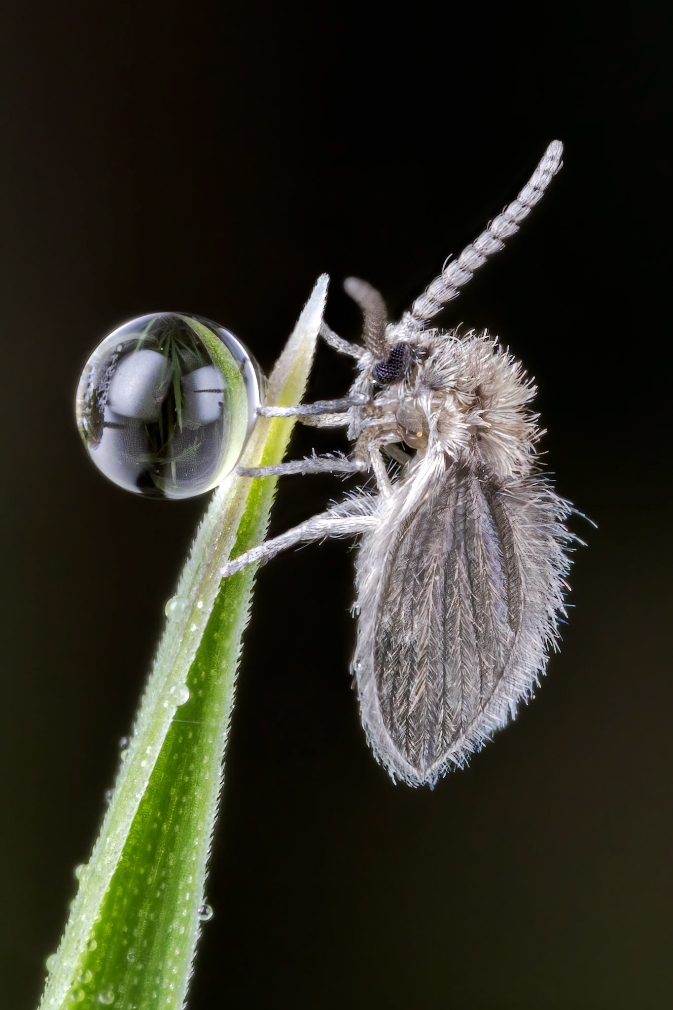 Moth Flies (Psychodidae)