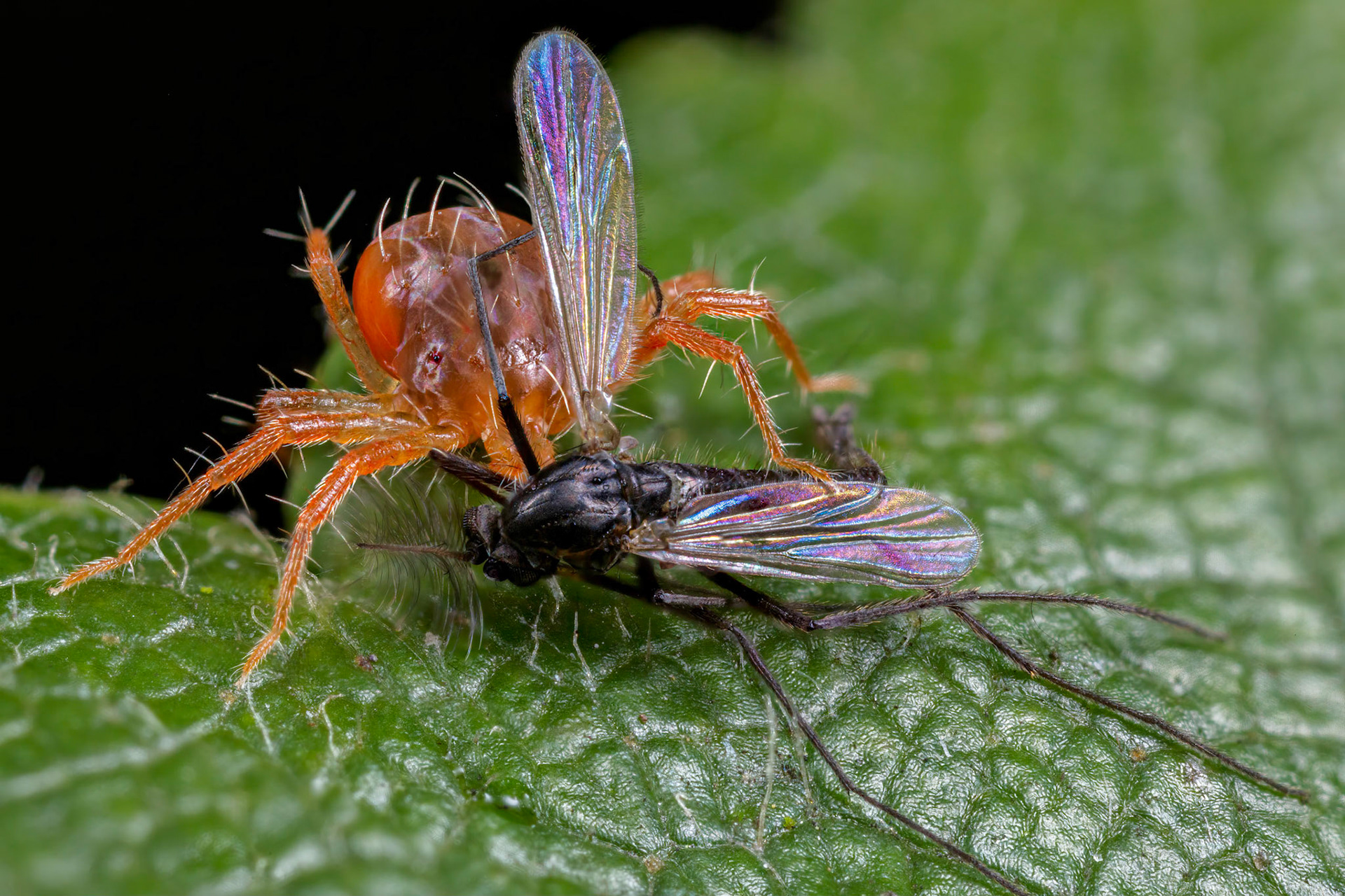 Spider Mite (Tetranychidae)