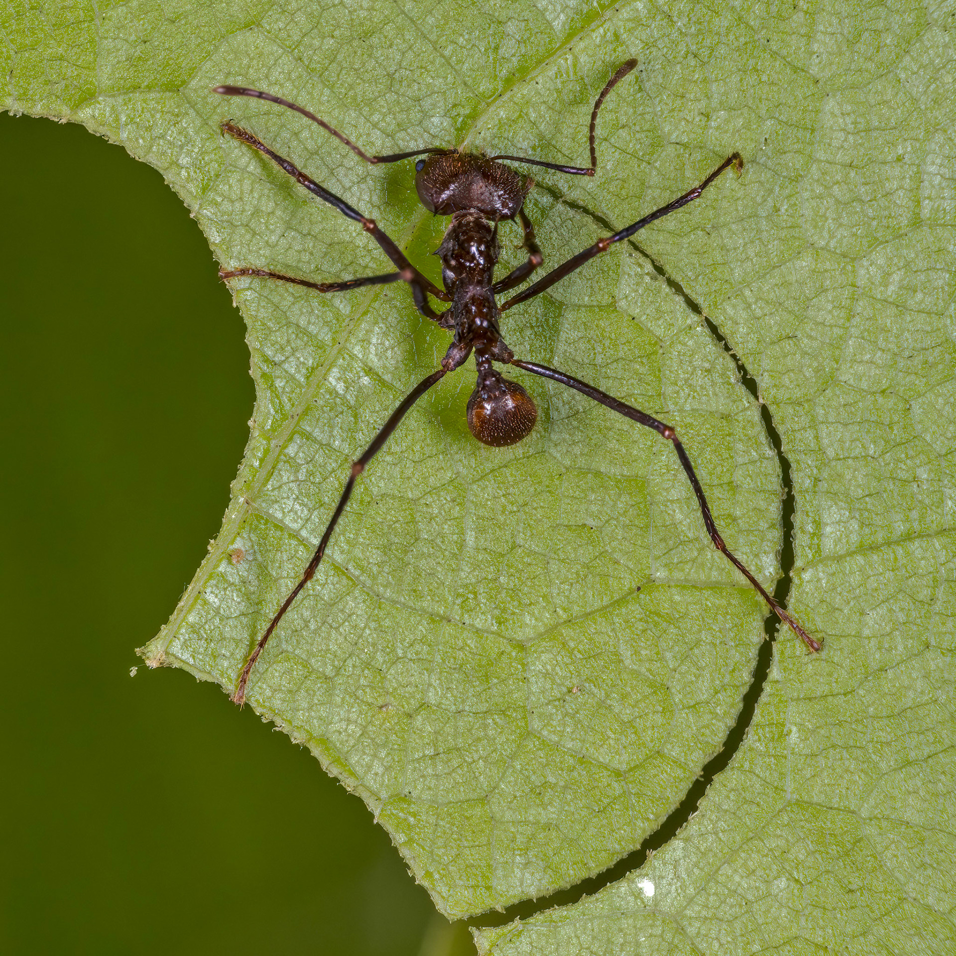 Fungus-growing Ant (Subtribe Attina)