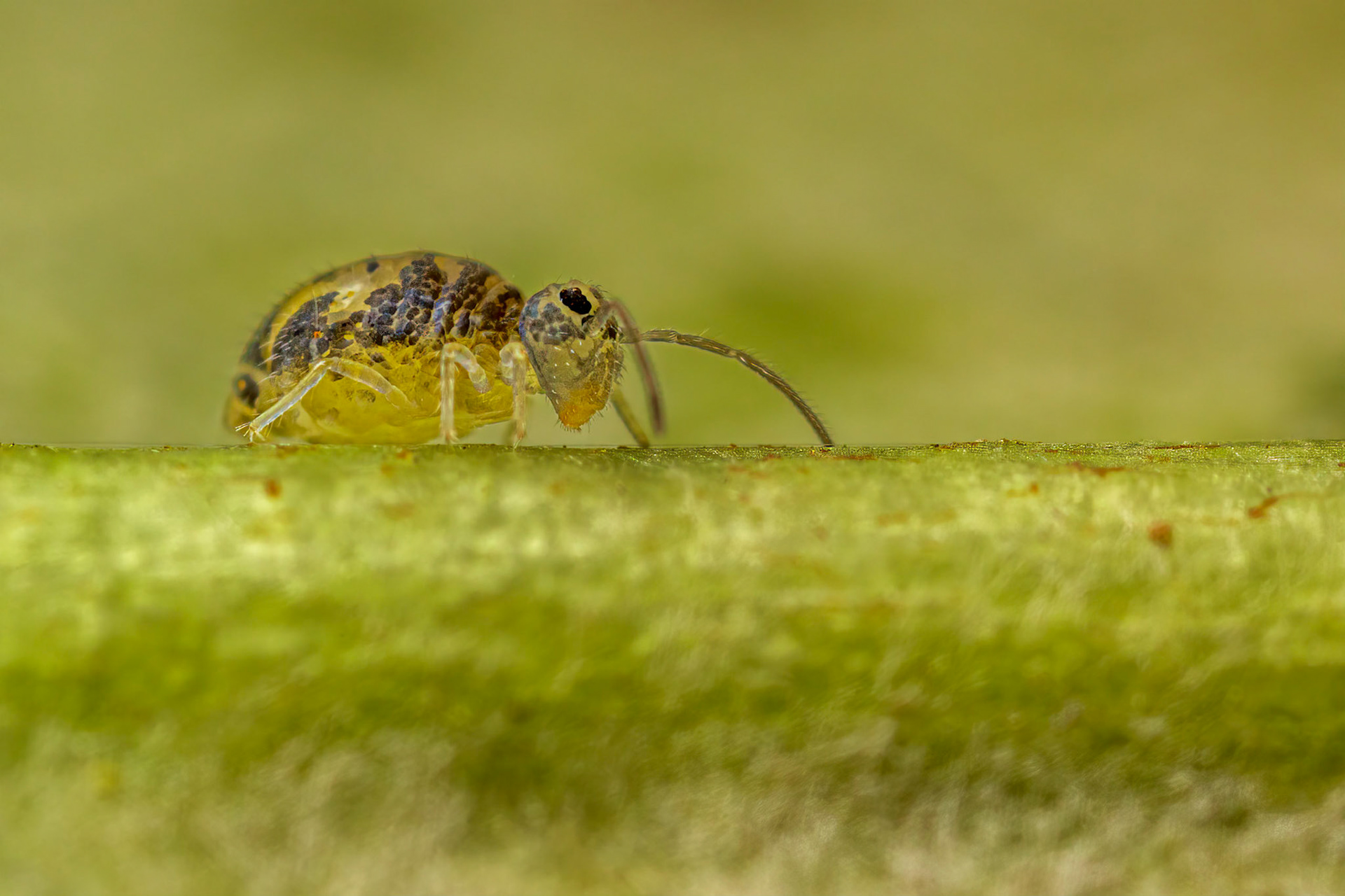 Springtail (Dicyrtomina ornata)