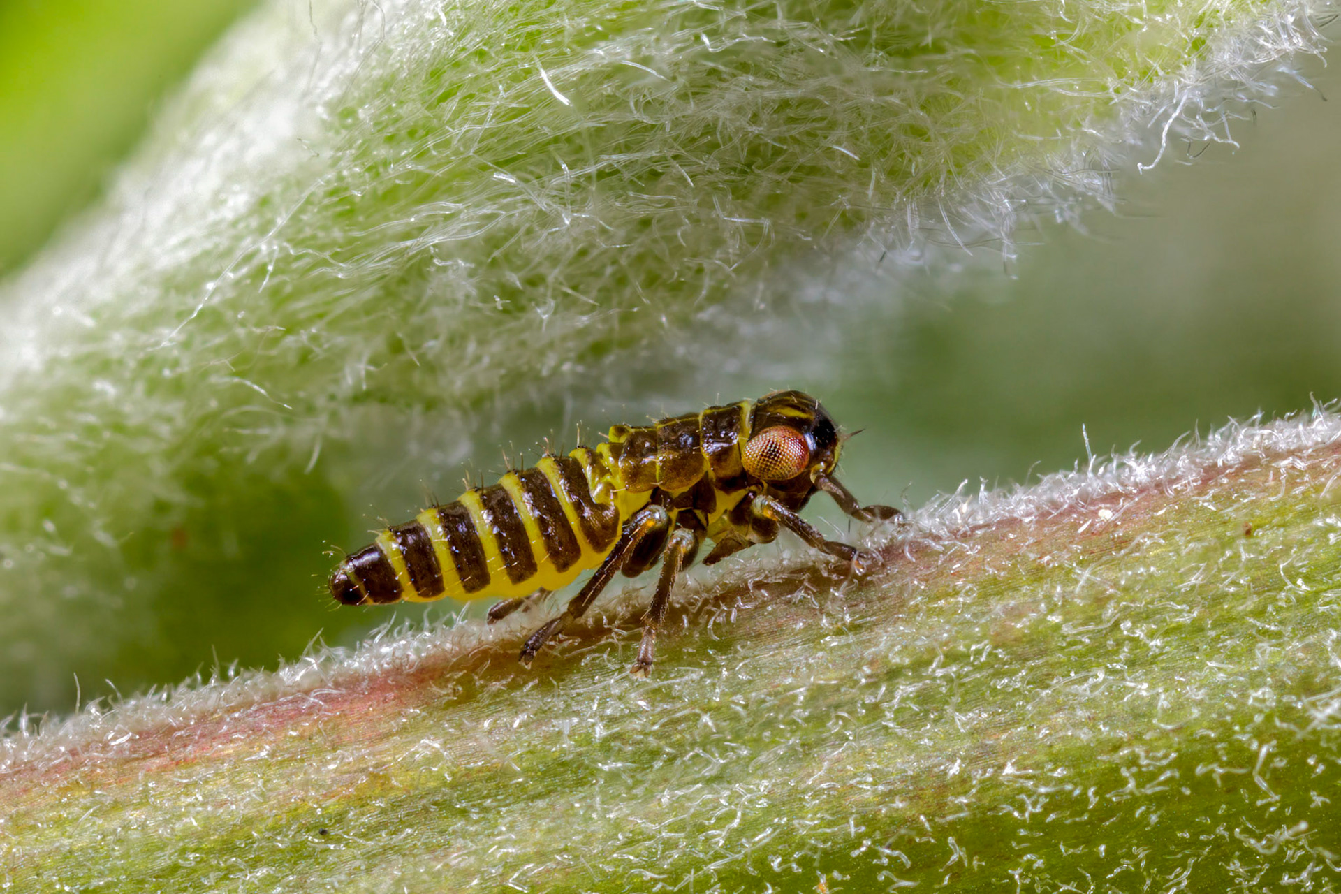 Uknown Leafhopper Nymph (Cicadellidae)