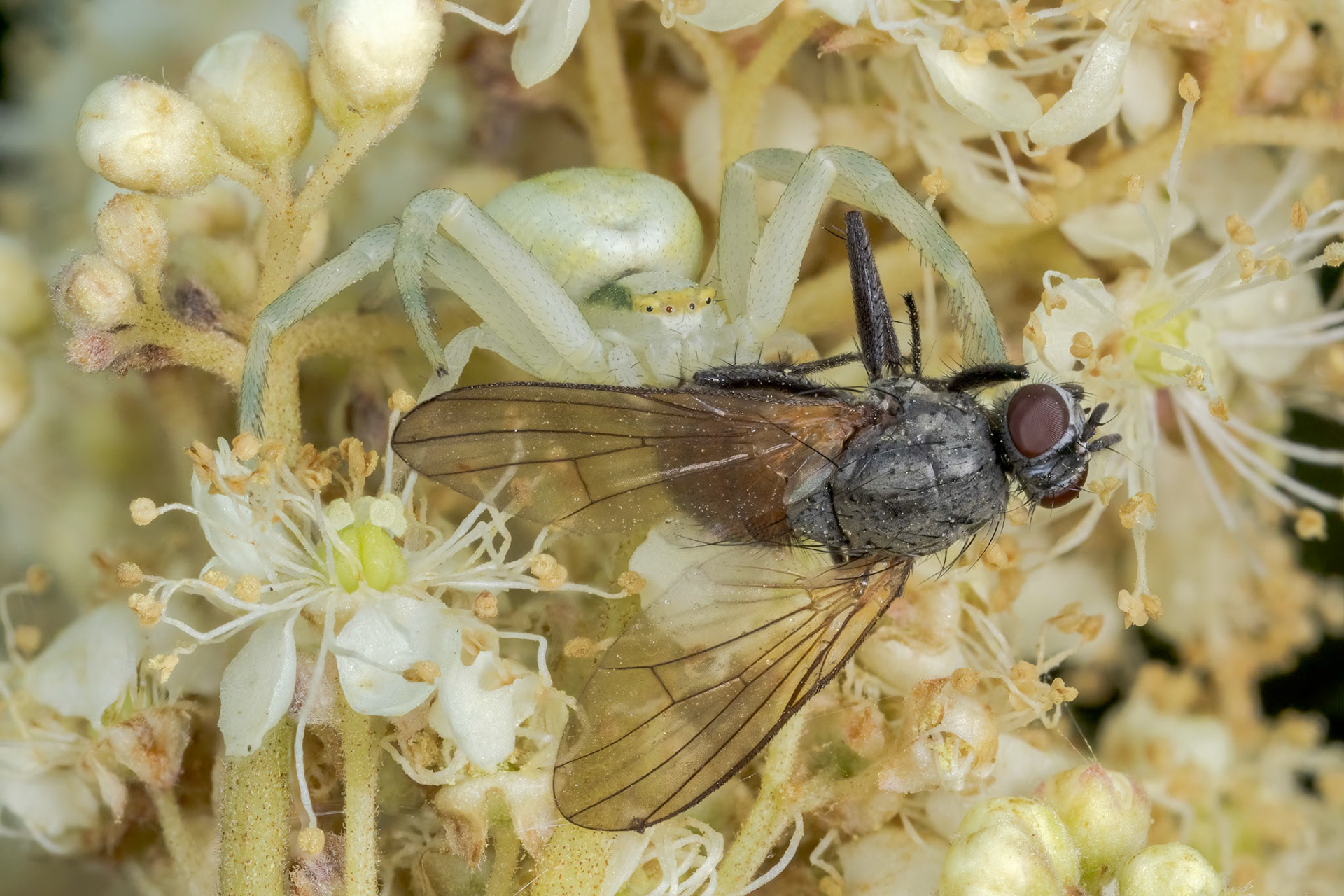 Flower crab spider