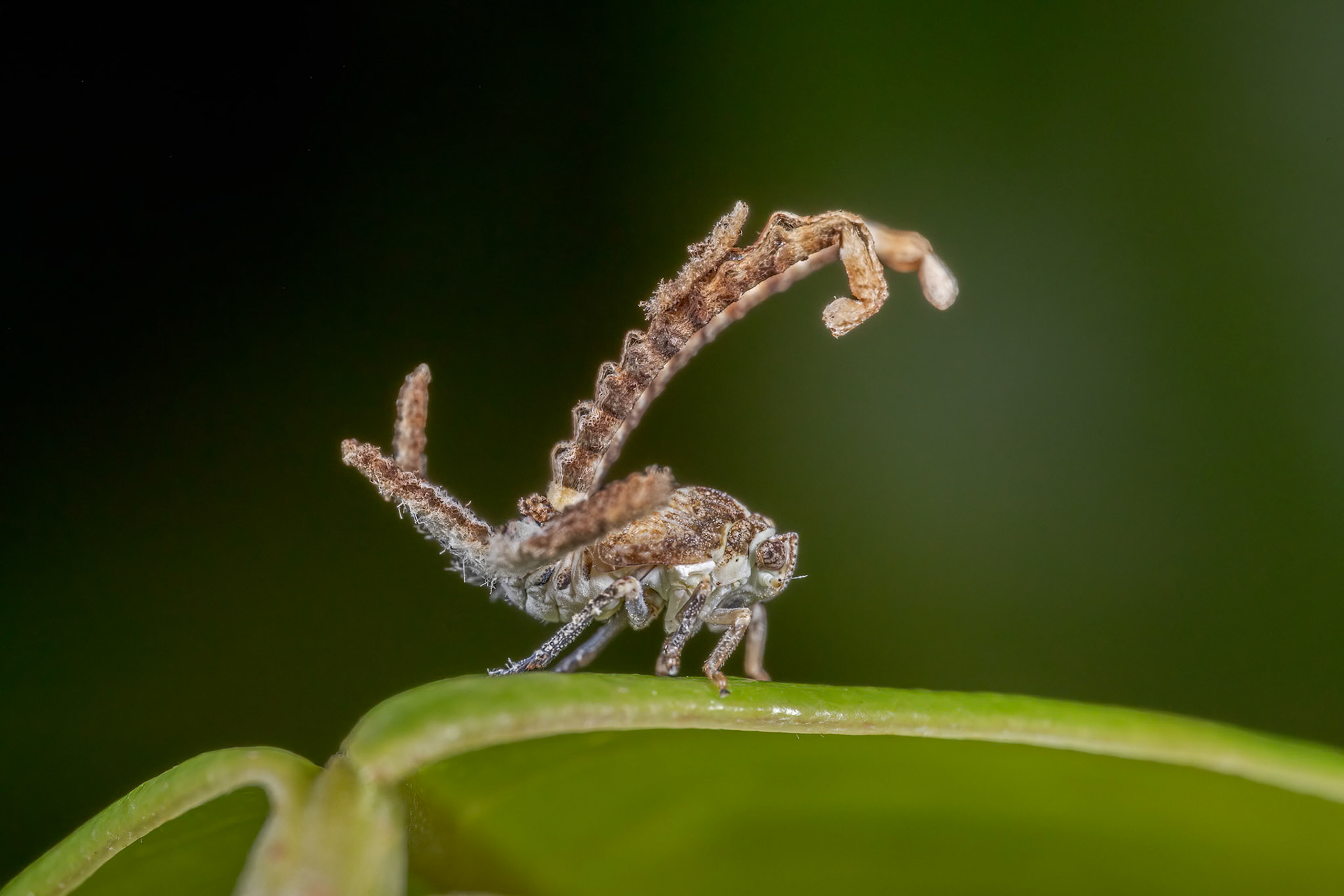 Broad-winged Planthopper nymph (Ricaniidae)