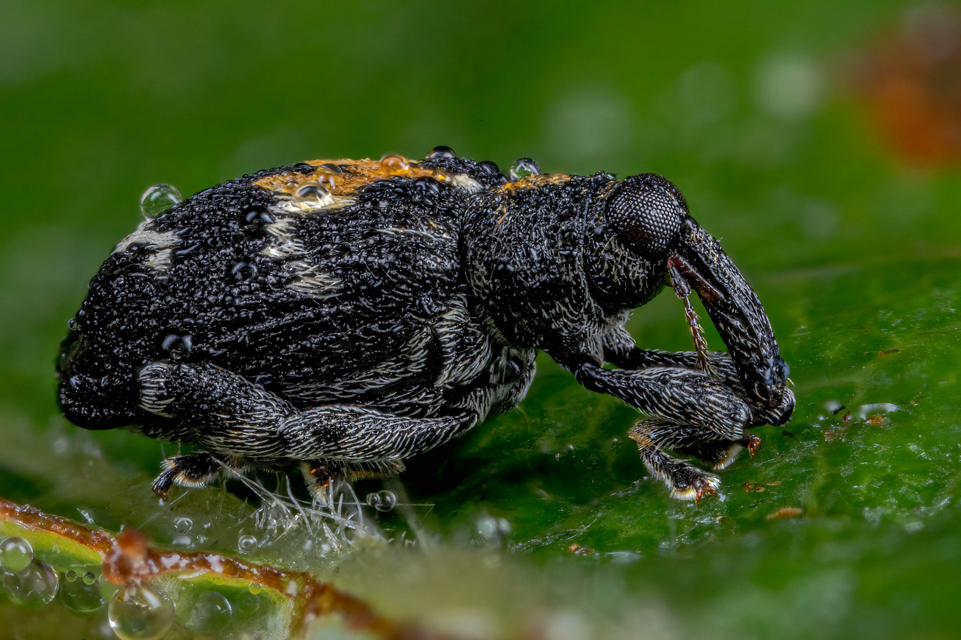 Flea Weevil (Tachyerges salicis)