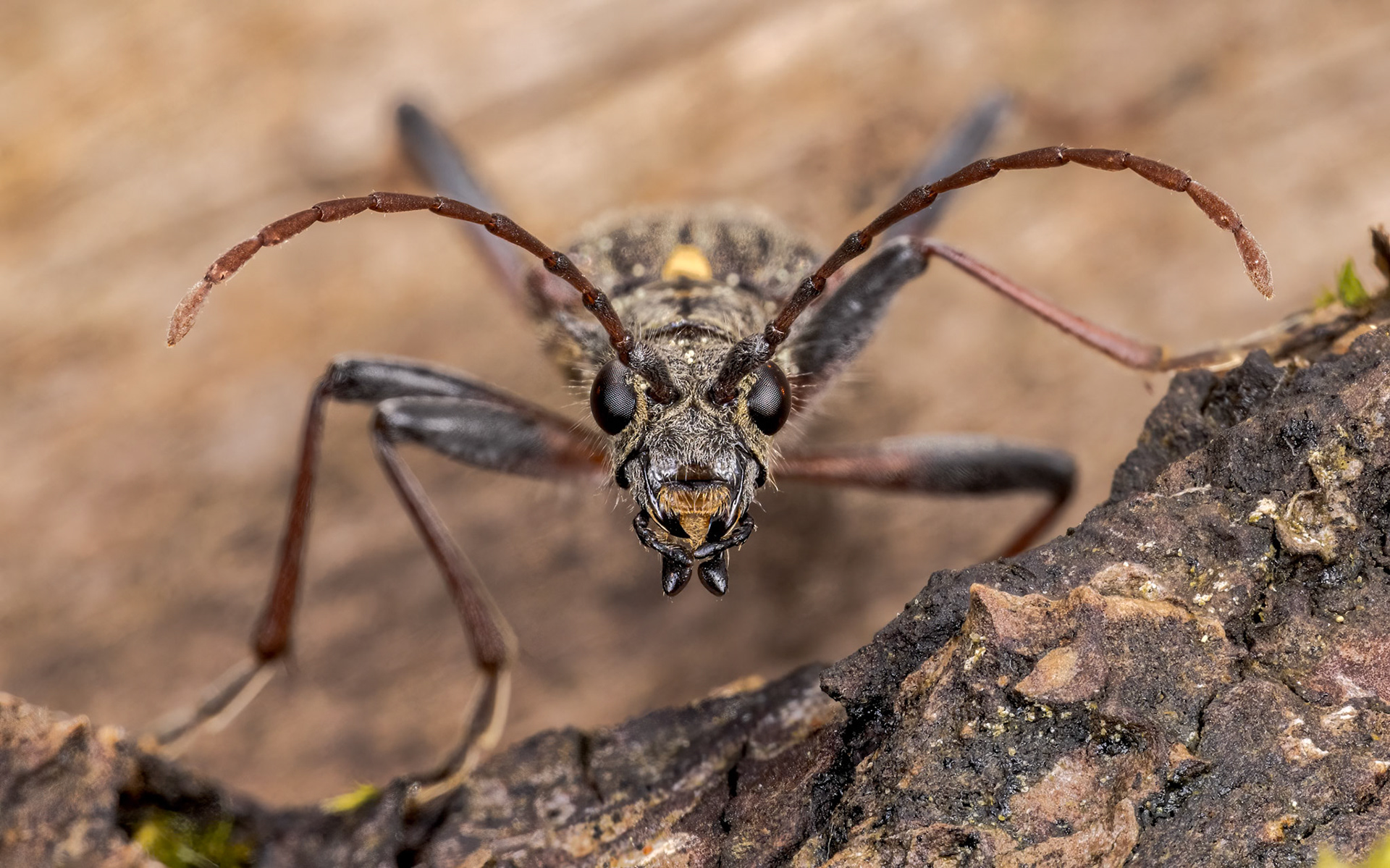 Two-banded longhorn