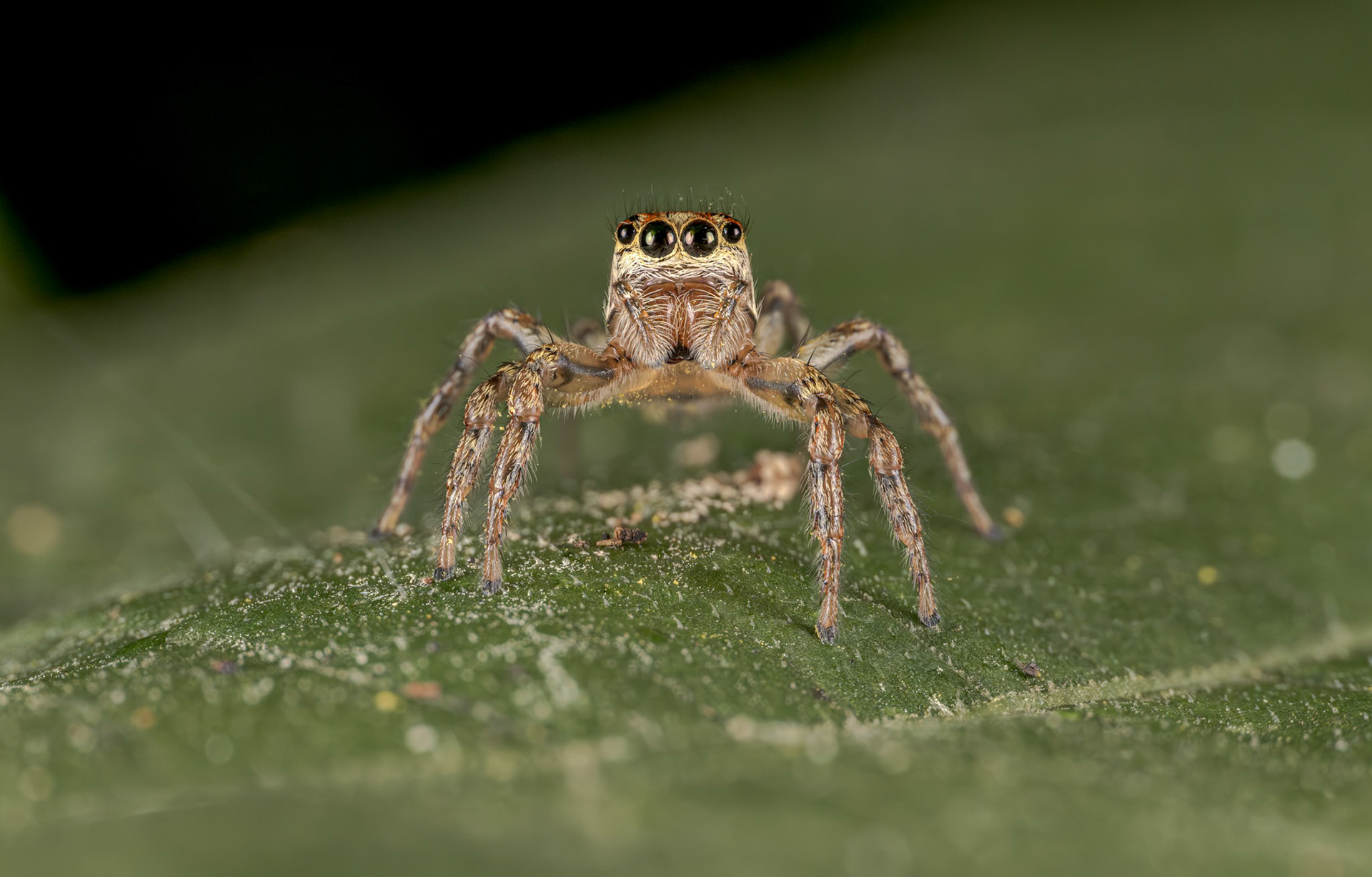 Jumping Spider (Salticidae)