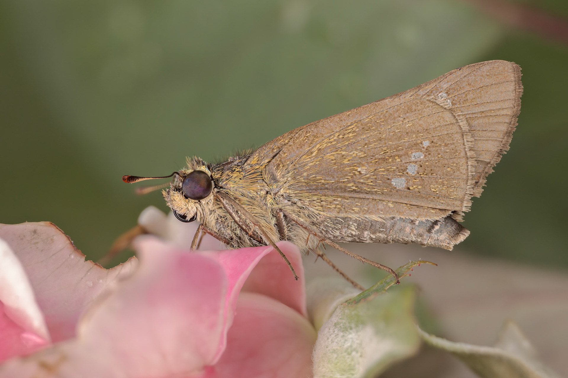 Common Straight Swift (Parnara guttata)