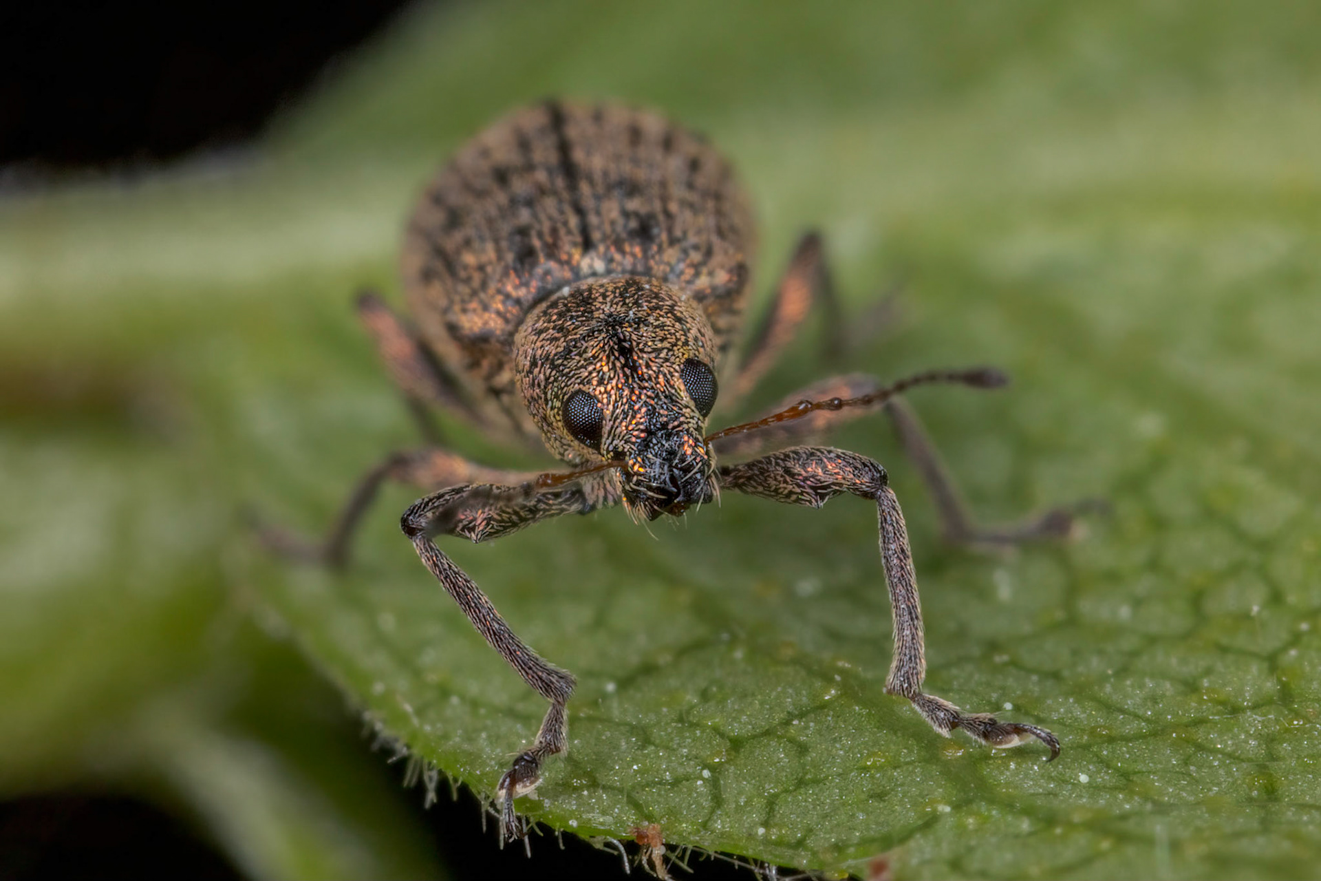 Broad-nose Weevil (Polydrusus cervinus)