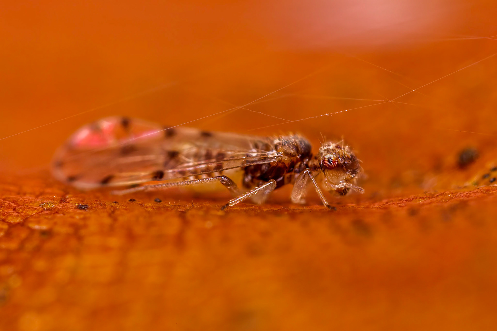 Barkfly (Ectopsocus petersi Smithers)