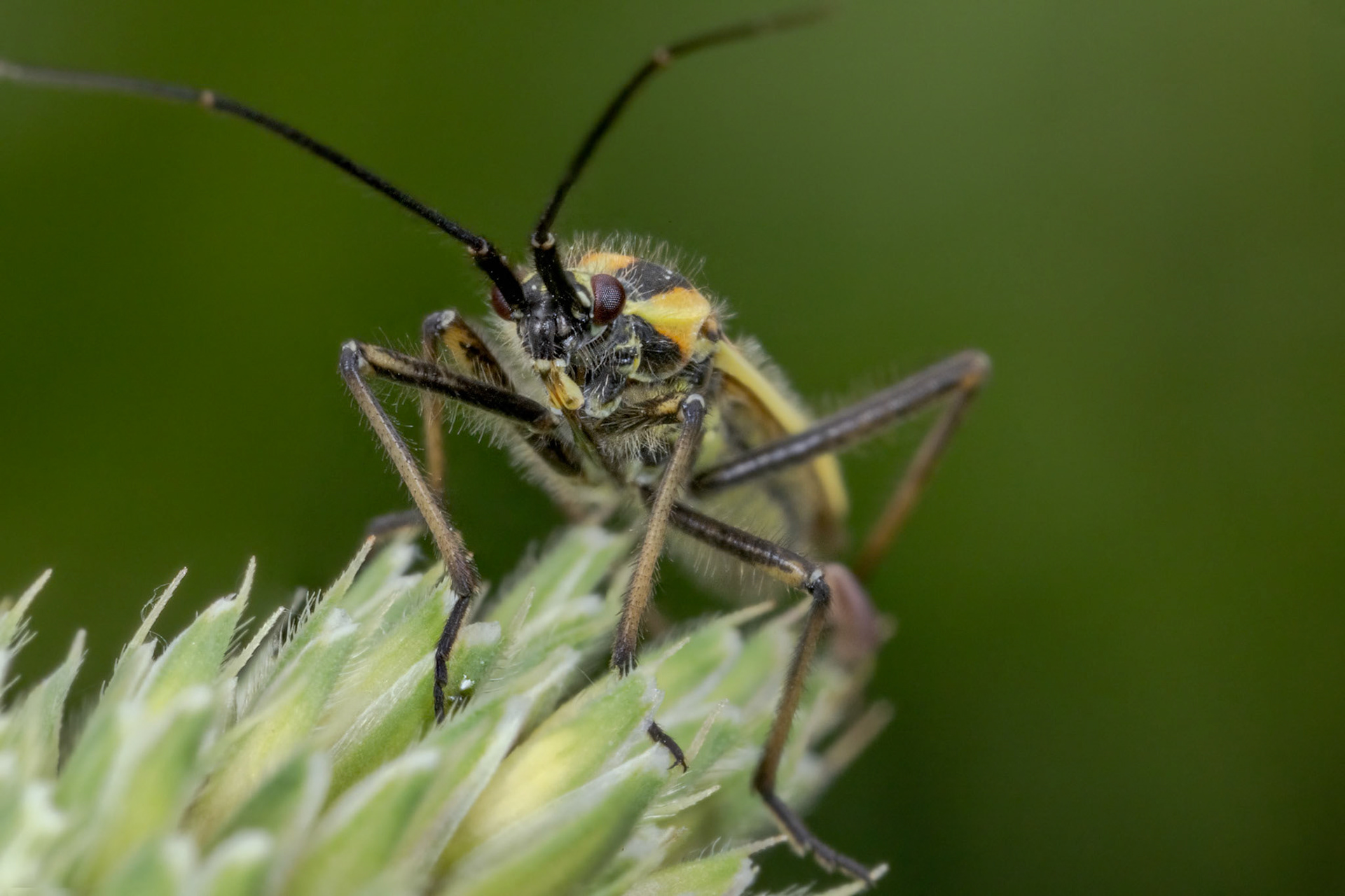 Plant Bug (Leptopterna dolabrata)
