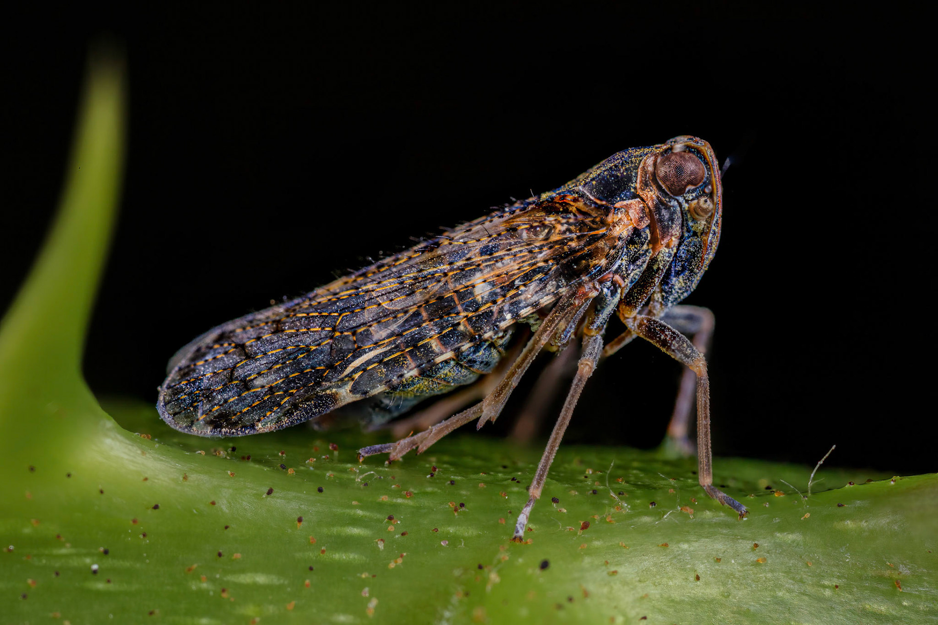 Lacehopper (Cixius nervosus)