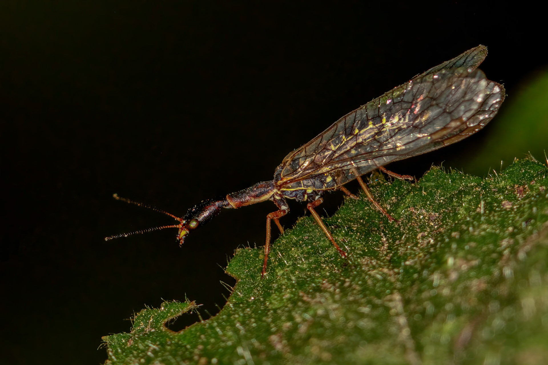 Snakefly (Xanthostigma xanthostigma)