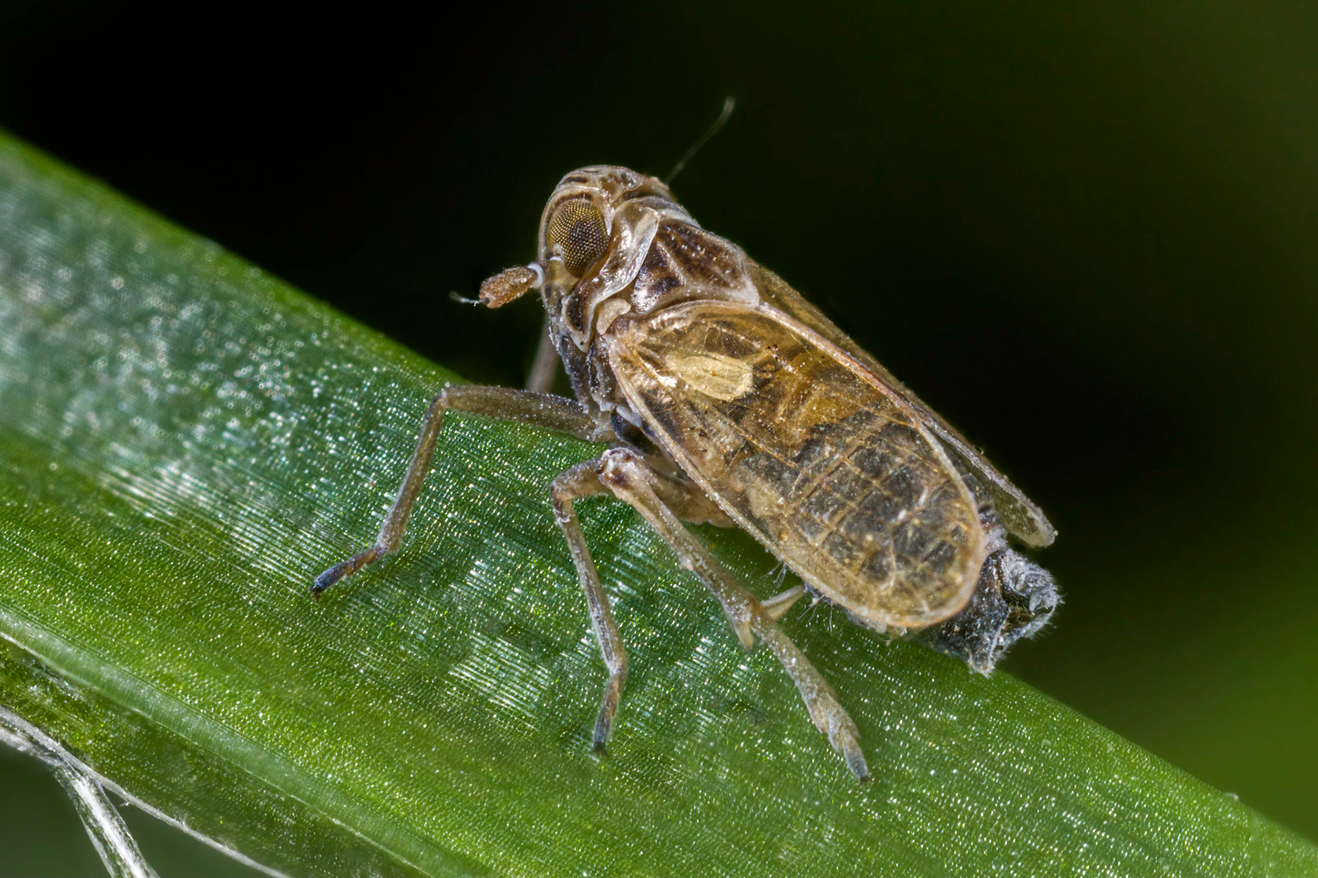 Planthopper (Javesella pellucida) (Possibly)