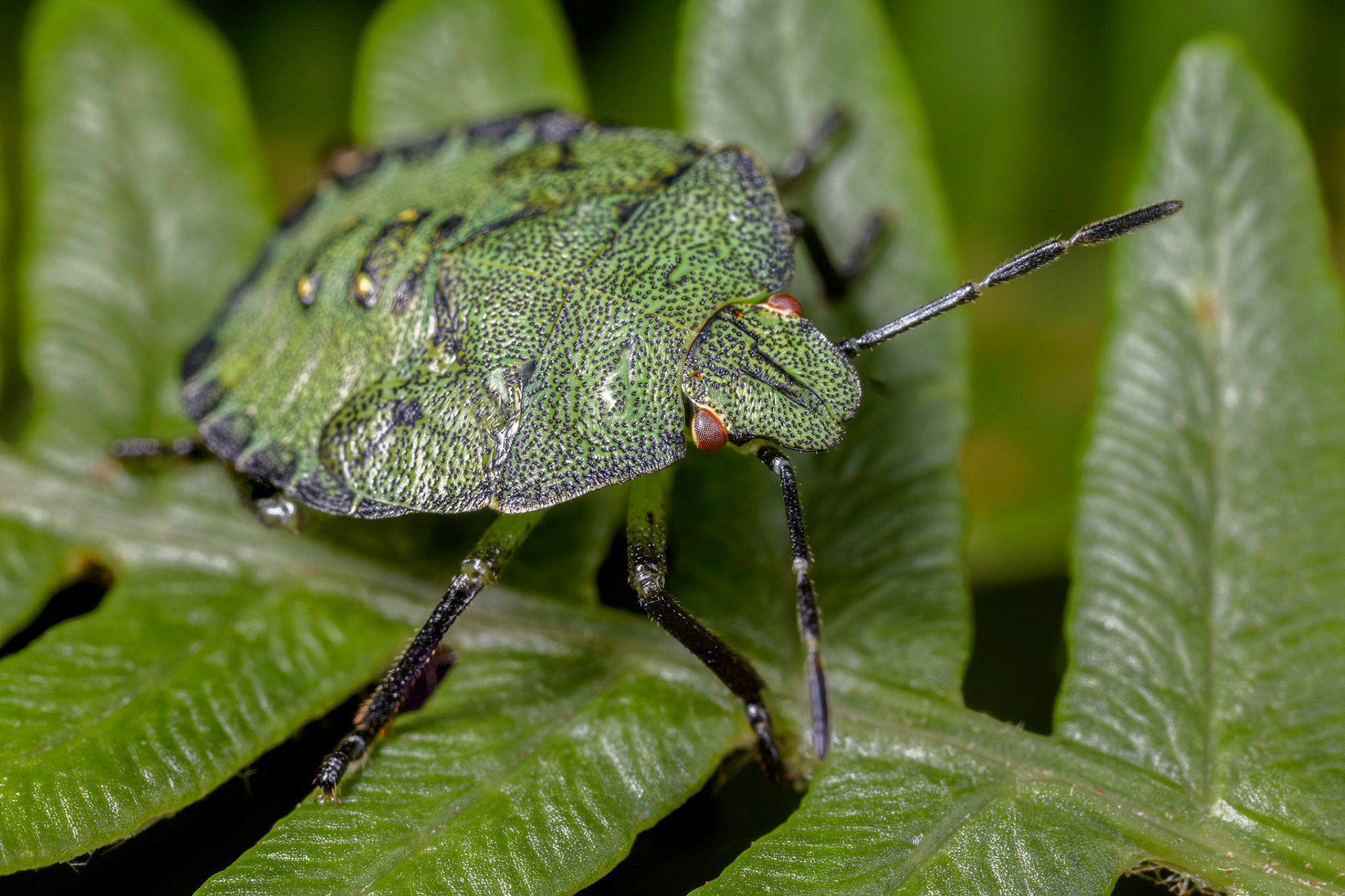 Common Green Shieldbug Nymph (Palomena prasina)