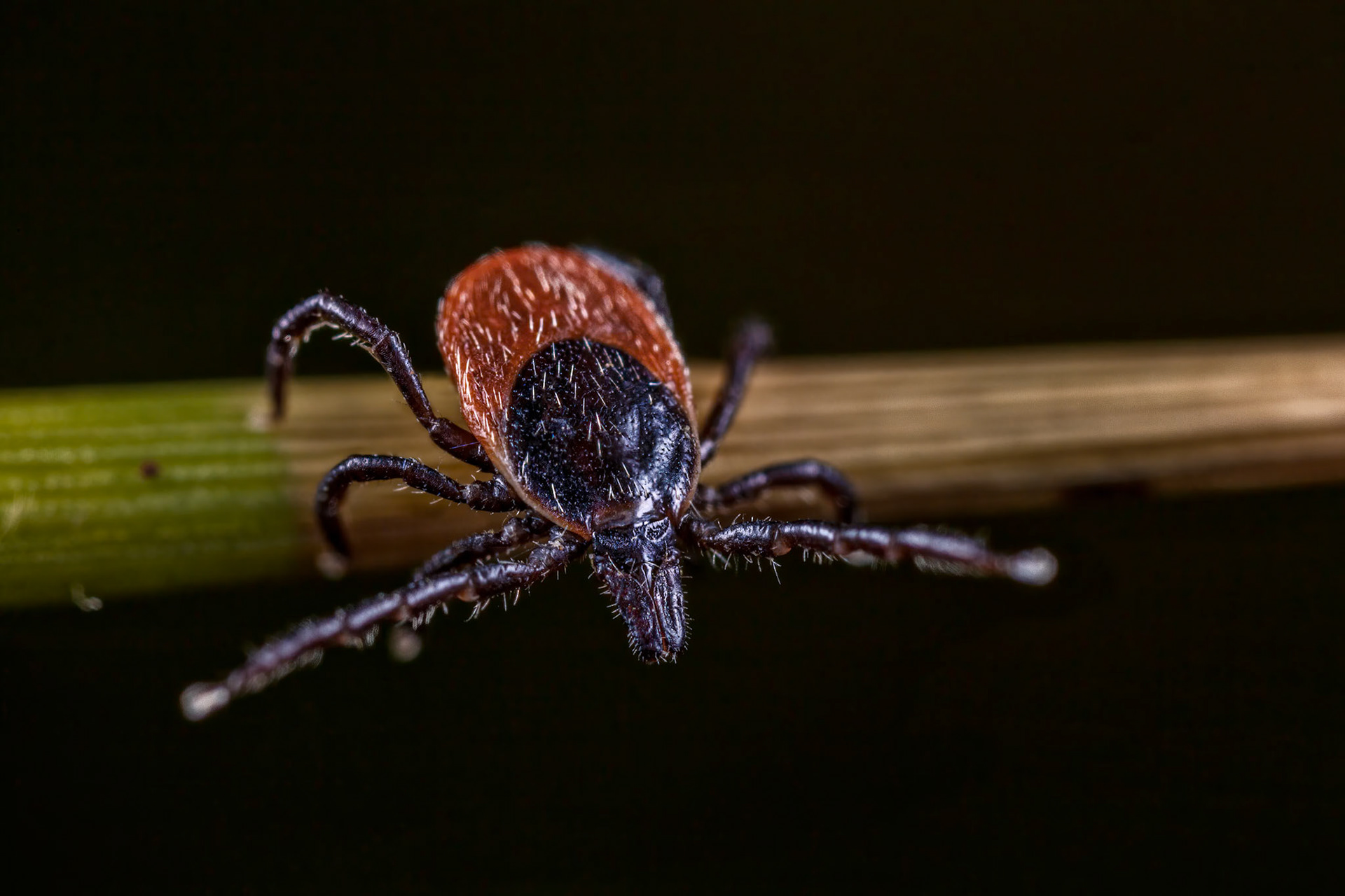Hard Tick (Ixodes Ricinus)