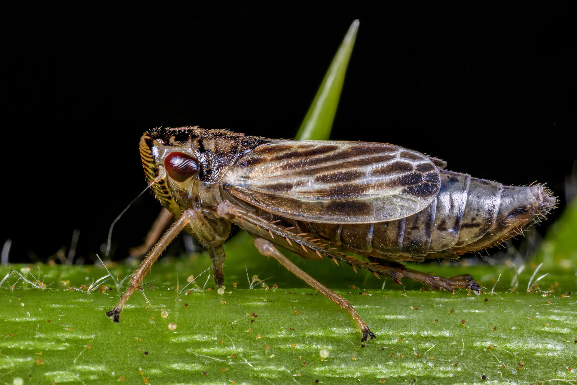 Leafhopper (Evacanthus acuminatus)