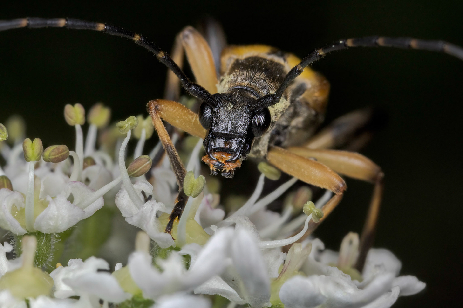 Spotted Longhorn (Rutpela maculata)