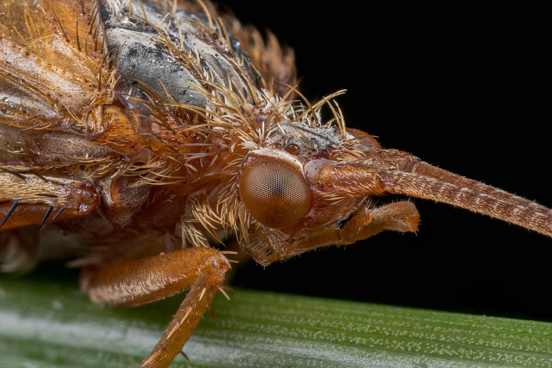 Caddisfliy (Trichoptera)