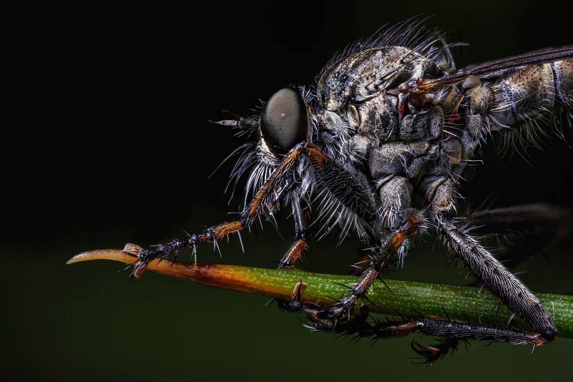 Fan-bristled robberfly (Dysmachus trigonus)