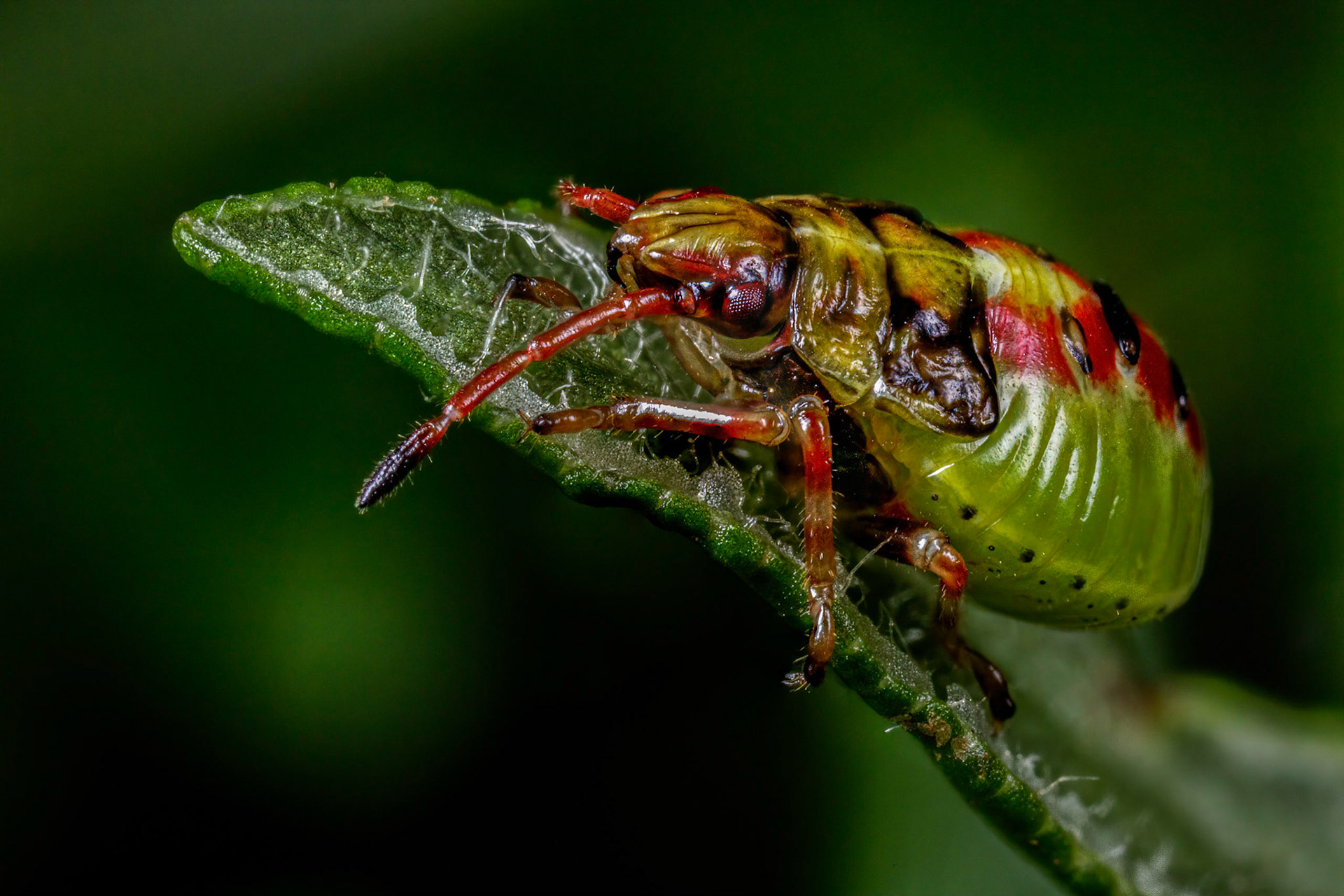 Birch Shieldbug Nymph (Elasmostethus interstinctus)