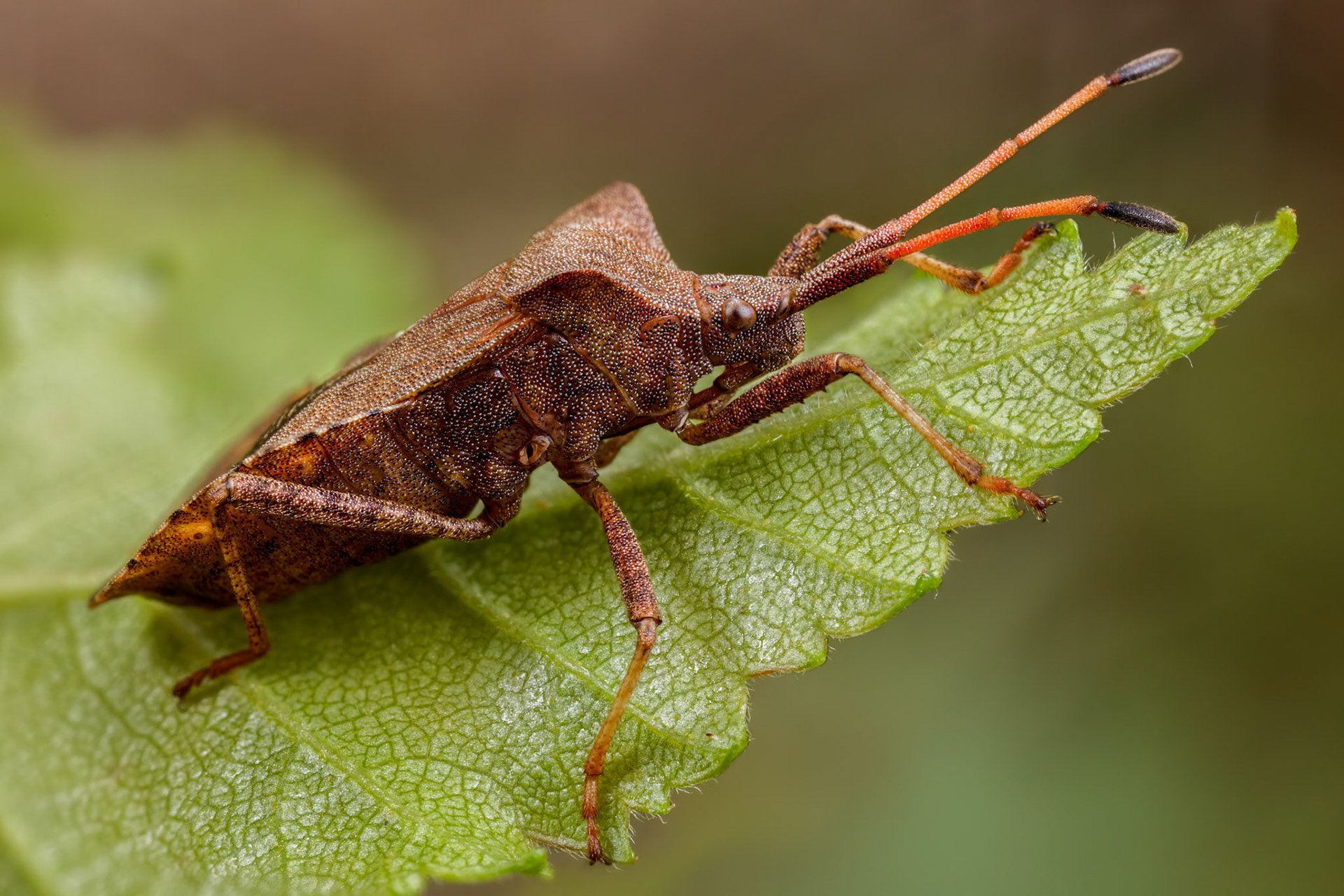 Dock Bug (Coreus marginatus)