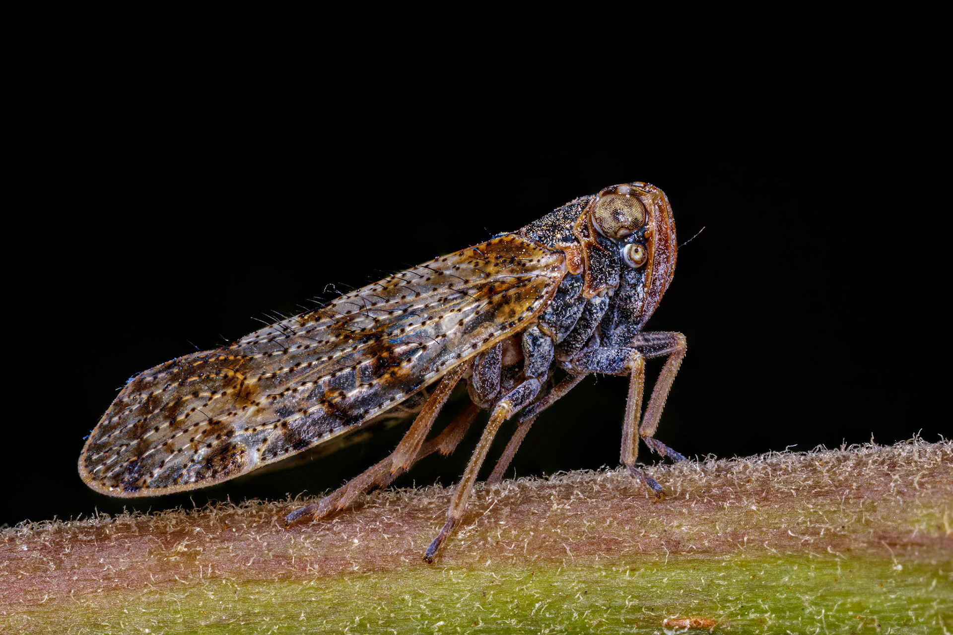 Lacehopper (Tachycixius pilosus)