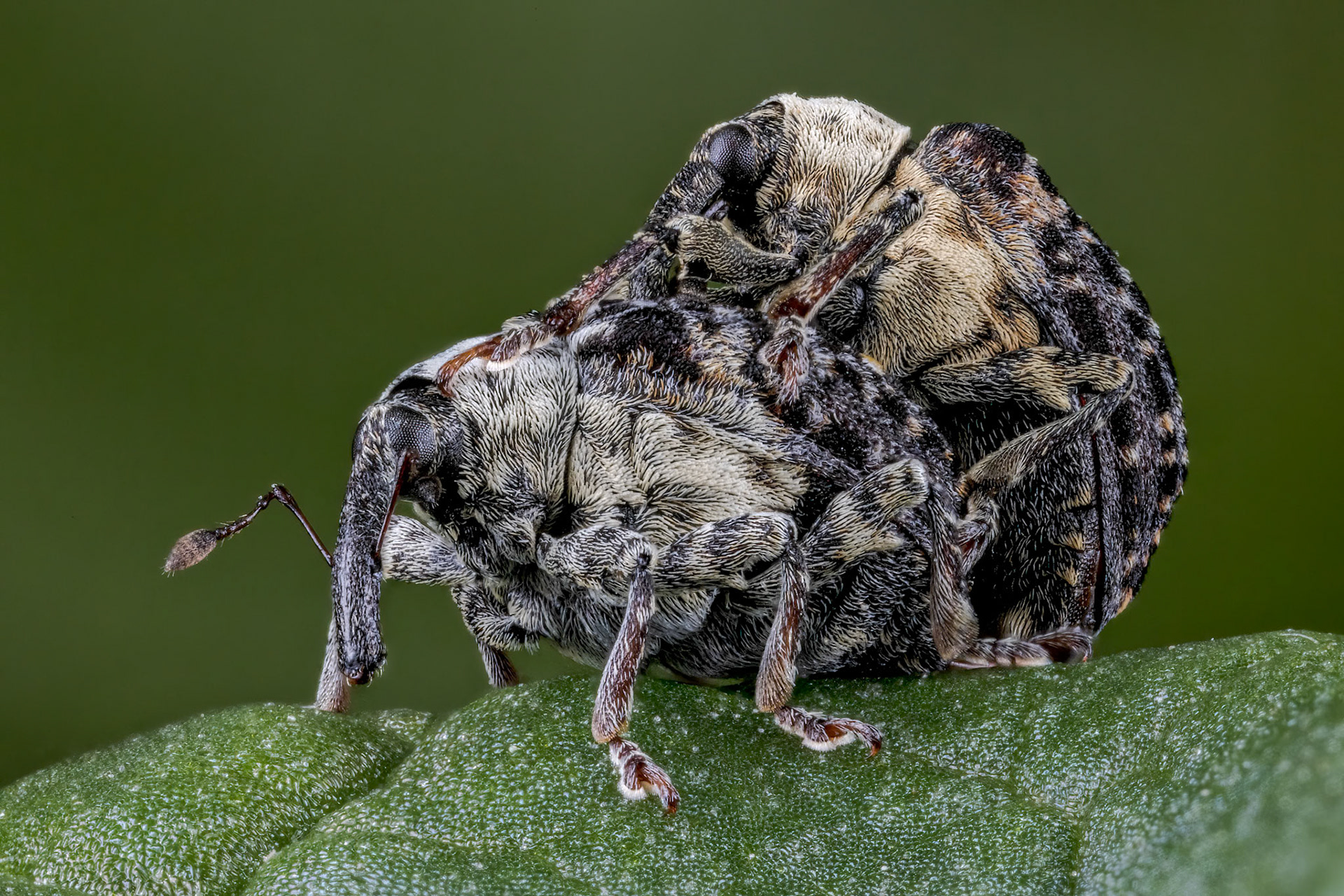 True Weevil (Cleopus pulchellus)