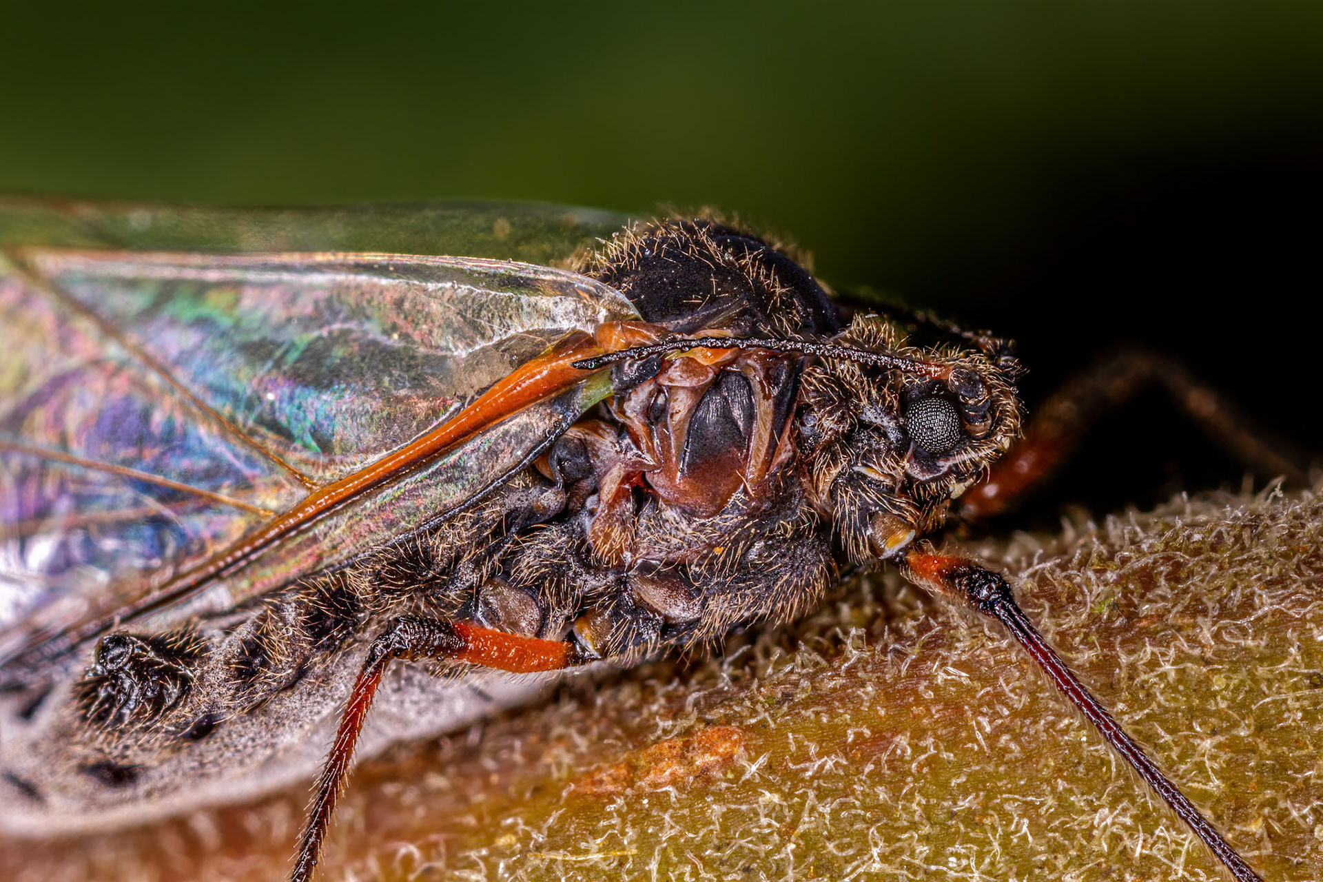 Giant Willow Aphid (Tuberolachnus Salignus)