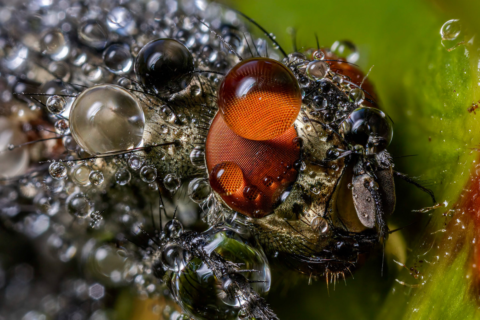 House Fly (Musca domestica)