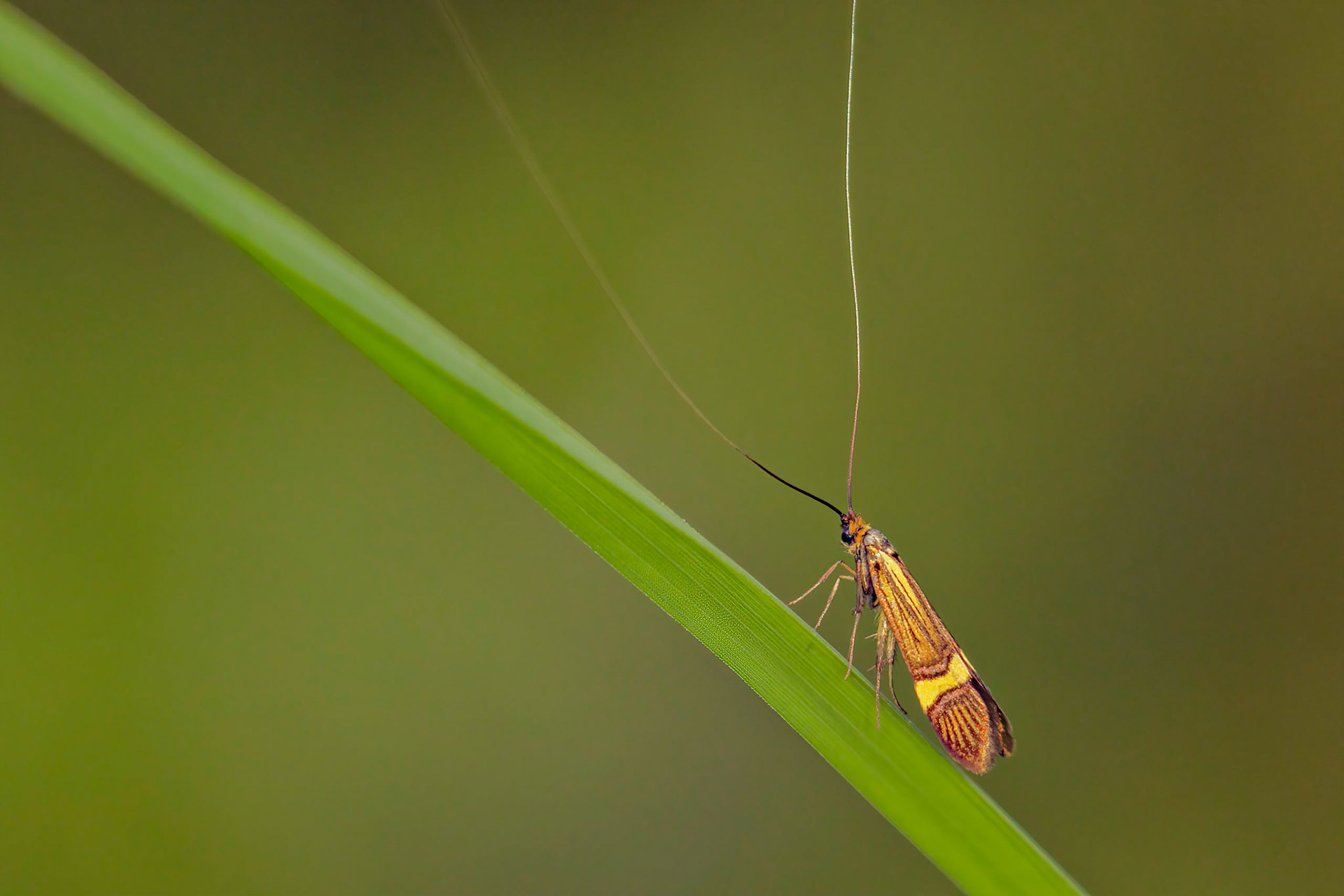 Yellow-Barred Longhorn (Nemophora degeerella)