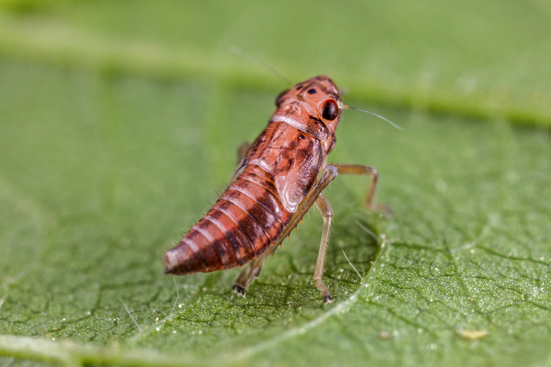 Uknown Leafhopper Nymph (Cicadellidae)