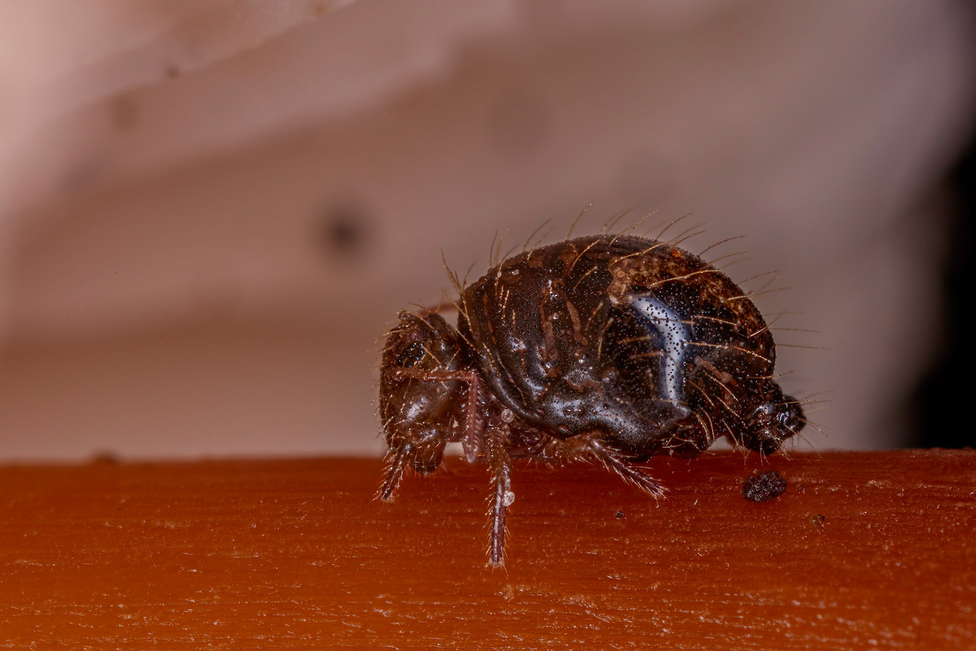 Springtail (Dicyrtoma fusca var.1)