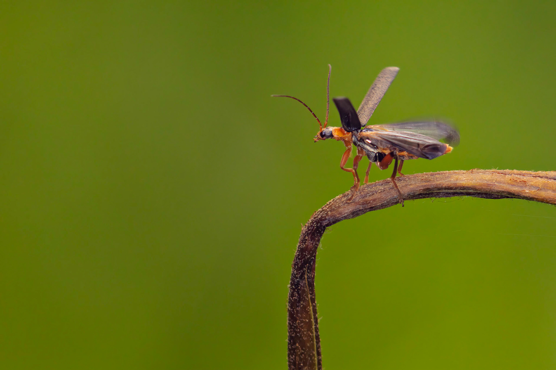 Soldier Beetles