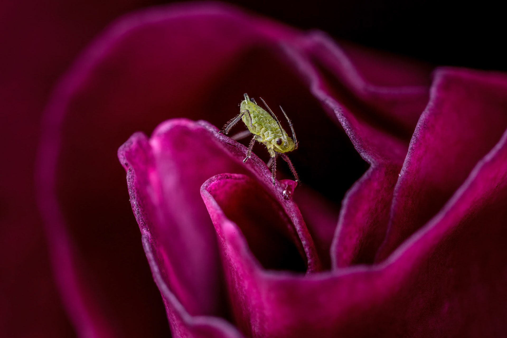 Rose Aphid (Macrosiphum Rosae)