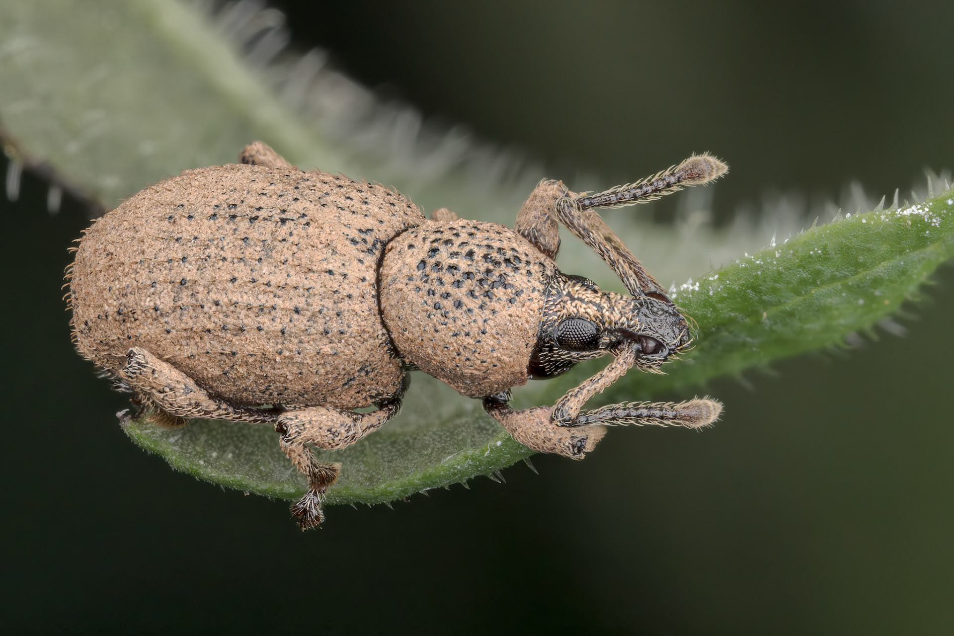 Clay-coloured Weevil (Otiorhynchus singularis)