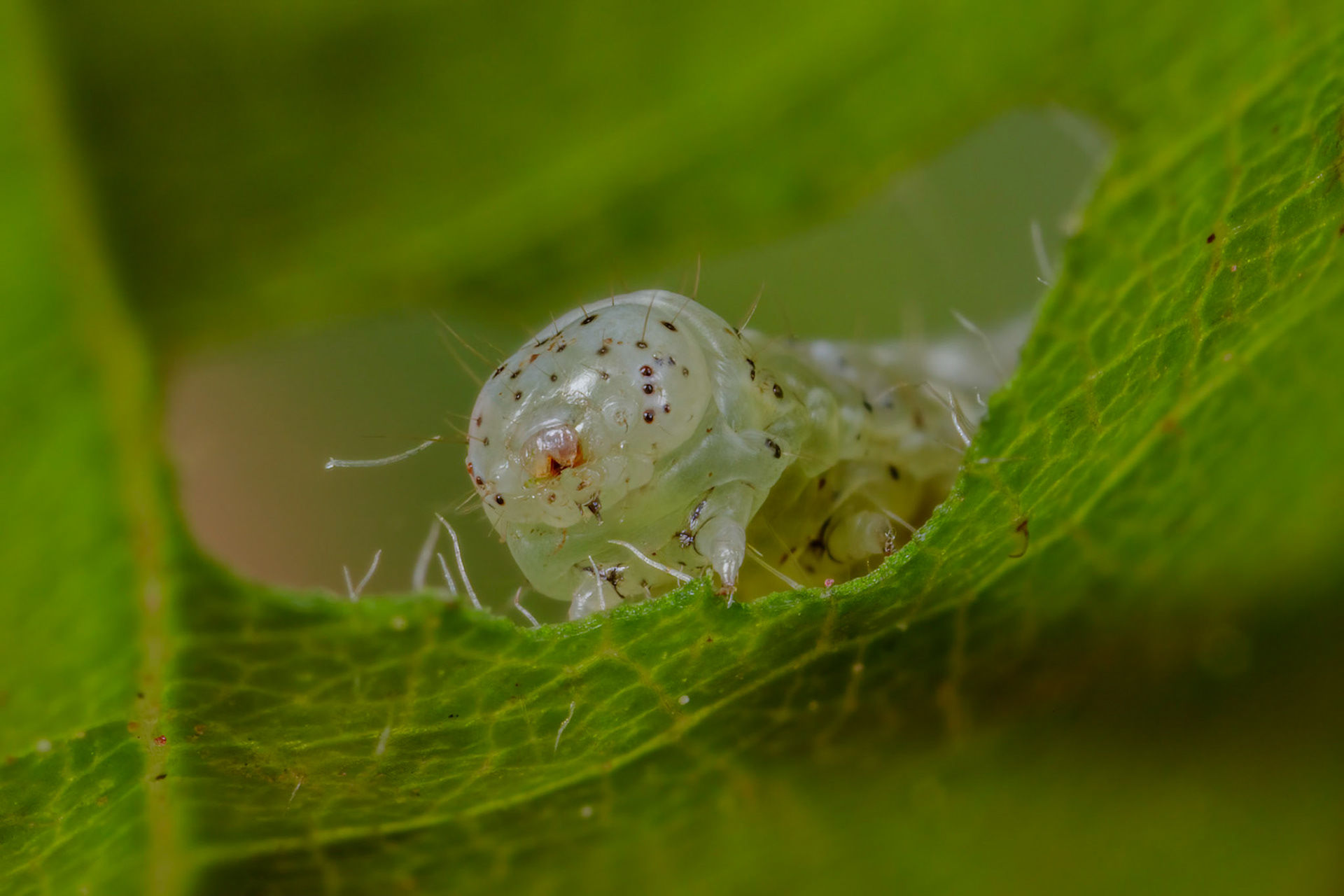 Dun-bar-caterpillar (Cosmia trapezina)