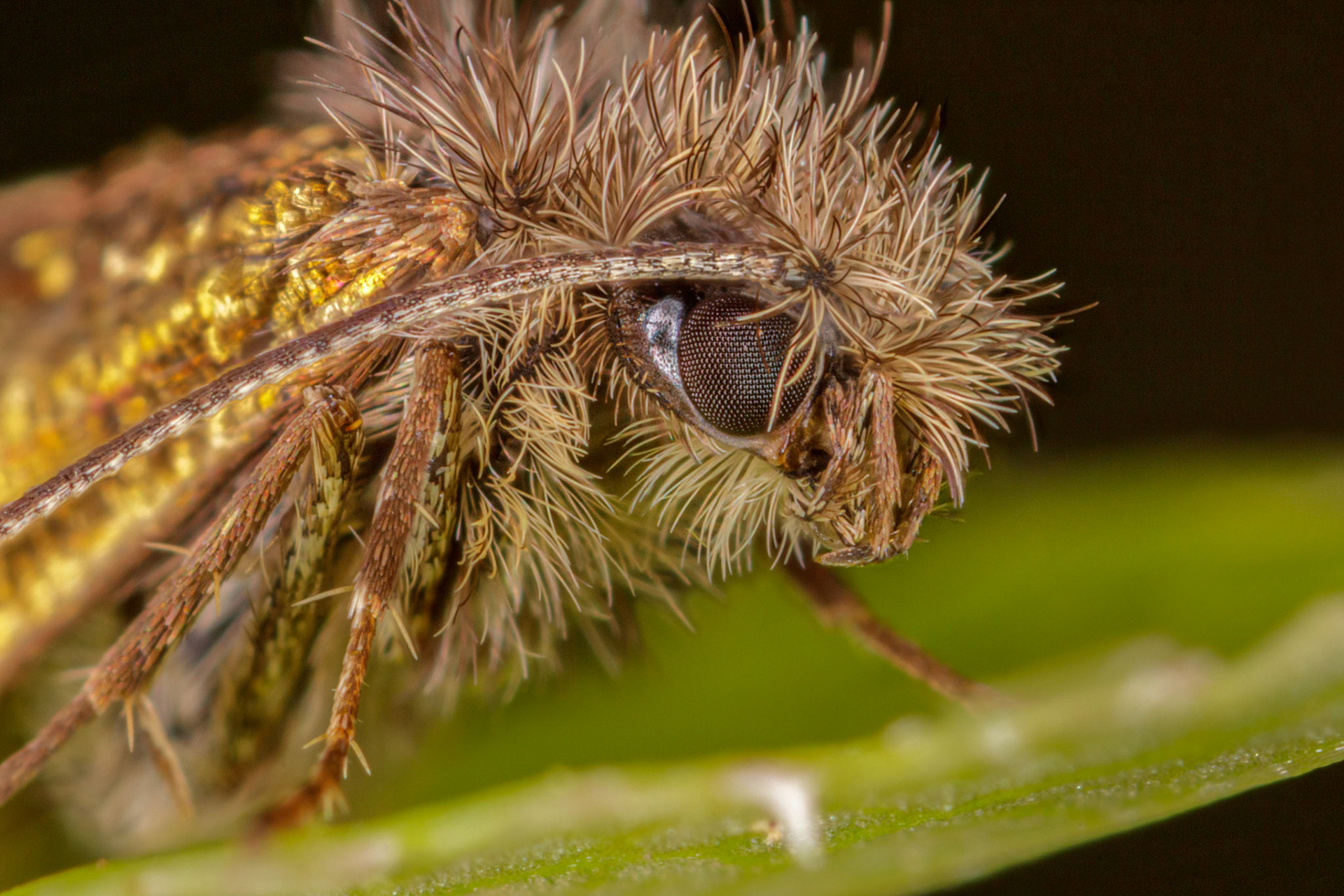 Eriocrania subpurpurellaOne or 6 moths in the the family of the Eriocraniidae.Photo Stack: 22Crop: 3x2Magnification: 6xOrder:	LepidopteraSuborder:	GlossataInfraorder:	DacnonyphaHinton, 1946 sensu Minet, 2002[1]Superfamily:	EriocranioideaFamily:	EriocraniidaeEriocraniidae is a family of moths restricted to the Holarctic region, with six extant genera. These small, metallic moths are usually day-flying, emerging fairly early in the northern temperate Spring. They have a proboscis with which they drink water or sap. The larvae are leaf miners on Fagales, principally the trees birch (Betula) and oak (Quercus) but a few on Salicales and Rosales.https://en.wikipedia.org/wiki/Eriocraniidaehttps://www.ukmoths.org.uk/thumbnails/eriocraniidae