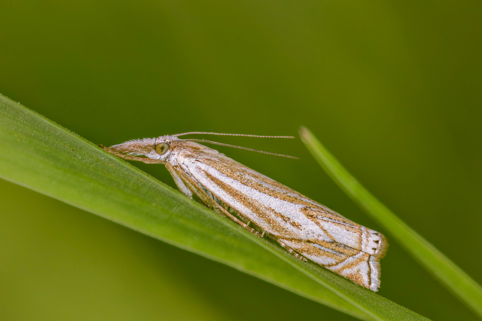 Moth (Crambus)