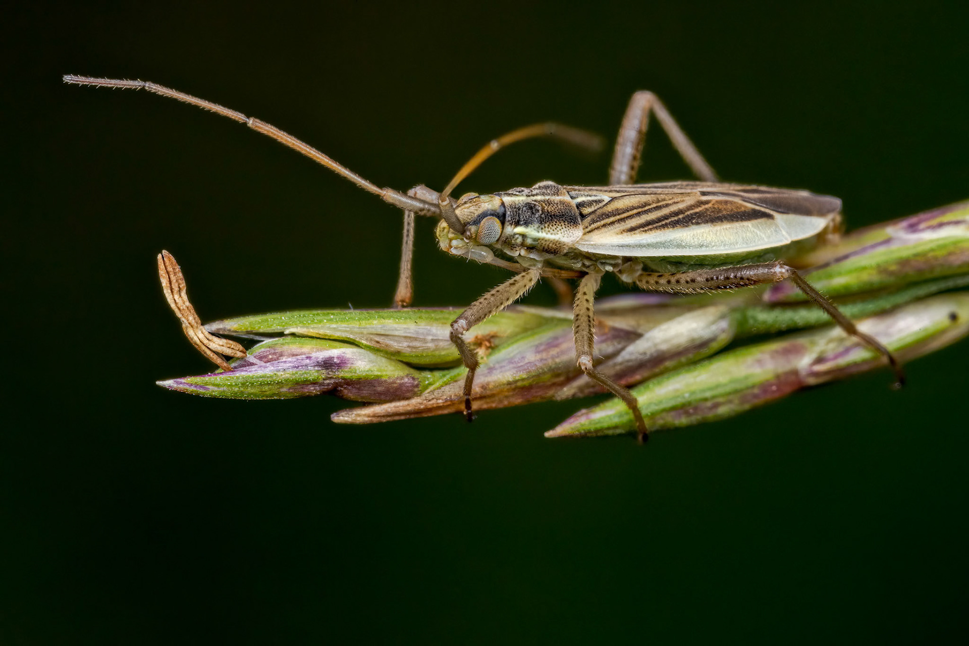 Plant Bug (Notostira elongata)