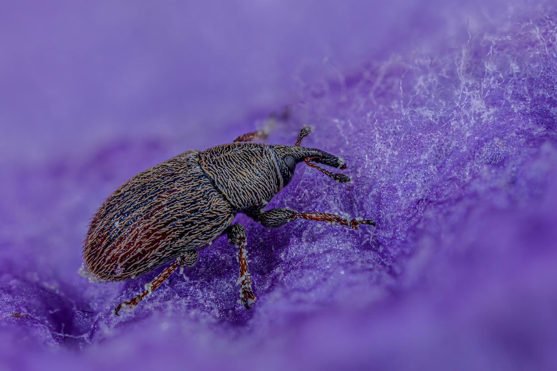 True Weevil (Curculionidae)