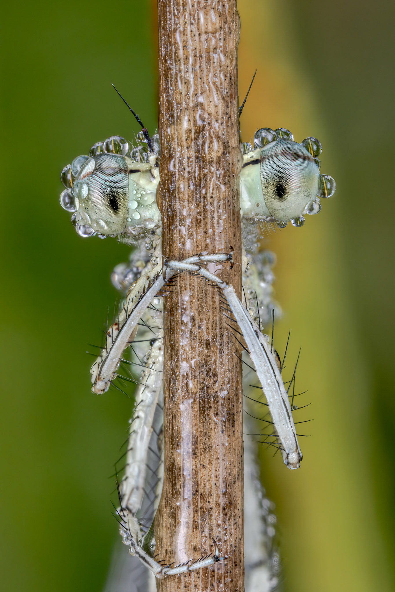 White-legged Damselfly (Platycnemis pennipes)